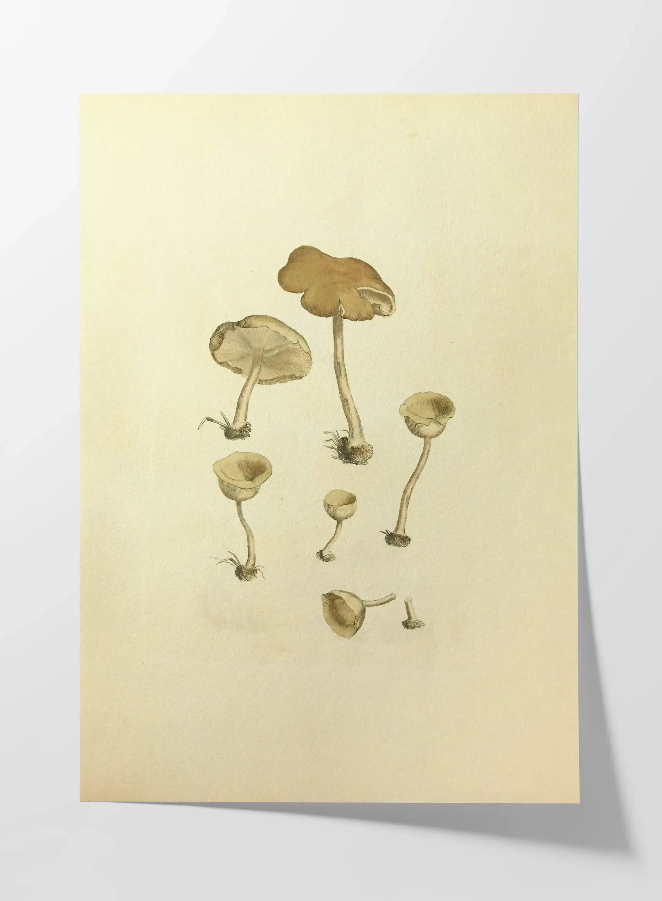 Fungi: Plate No. 07