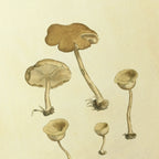 Fungi: Plate No. 07