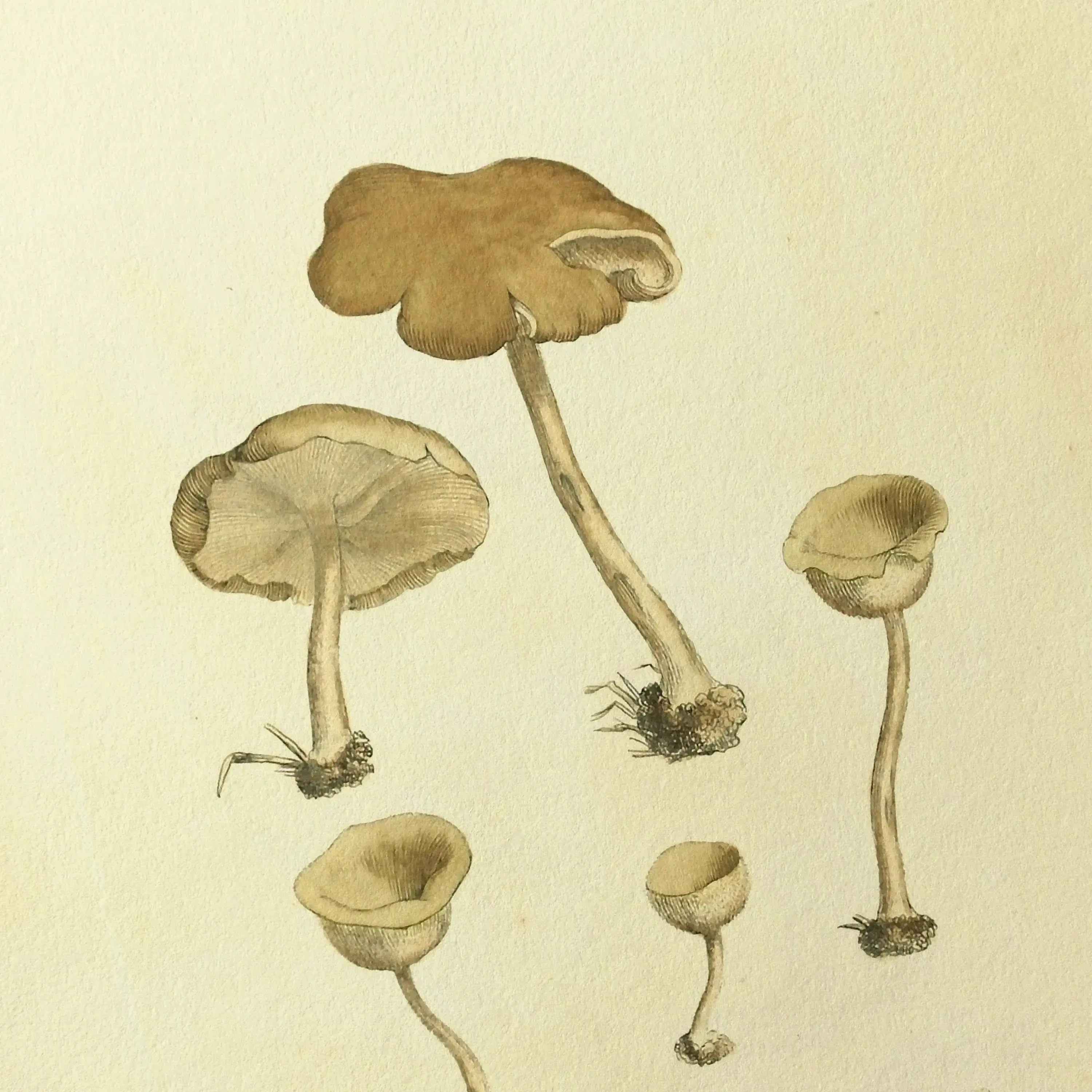 Fungi: Plate No. 07