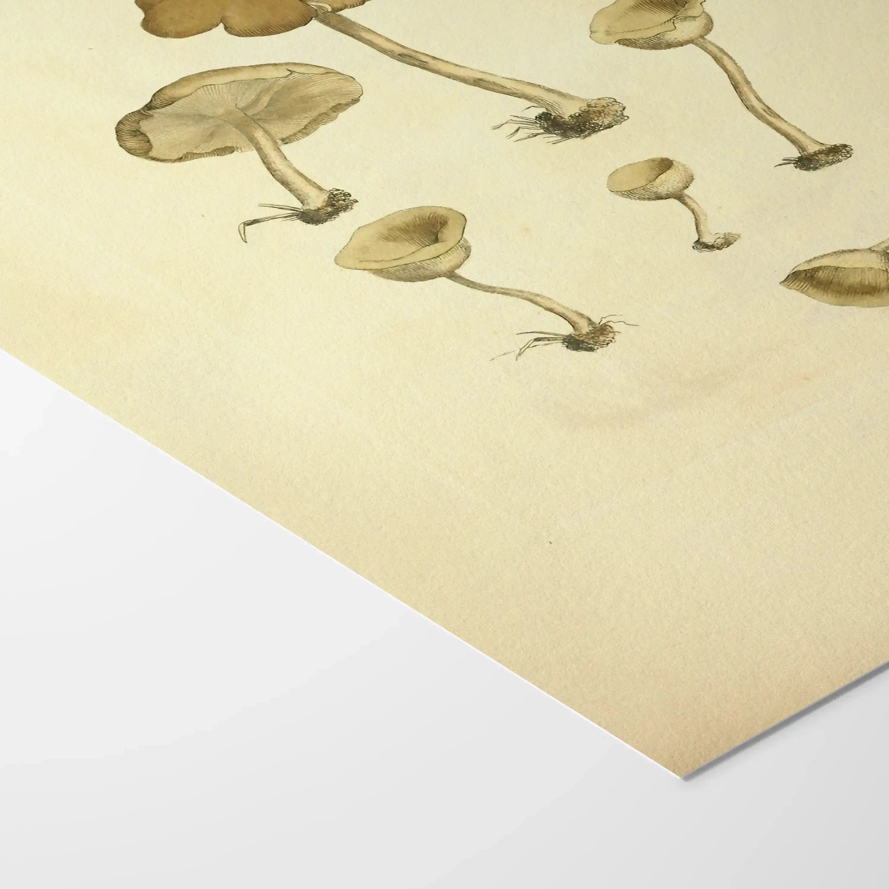 Fungi: Plate No. 07
