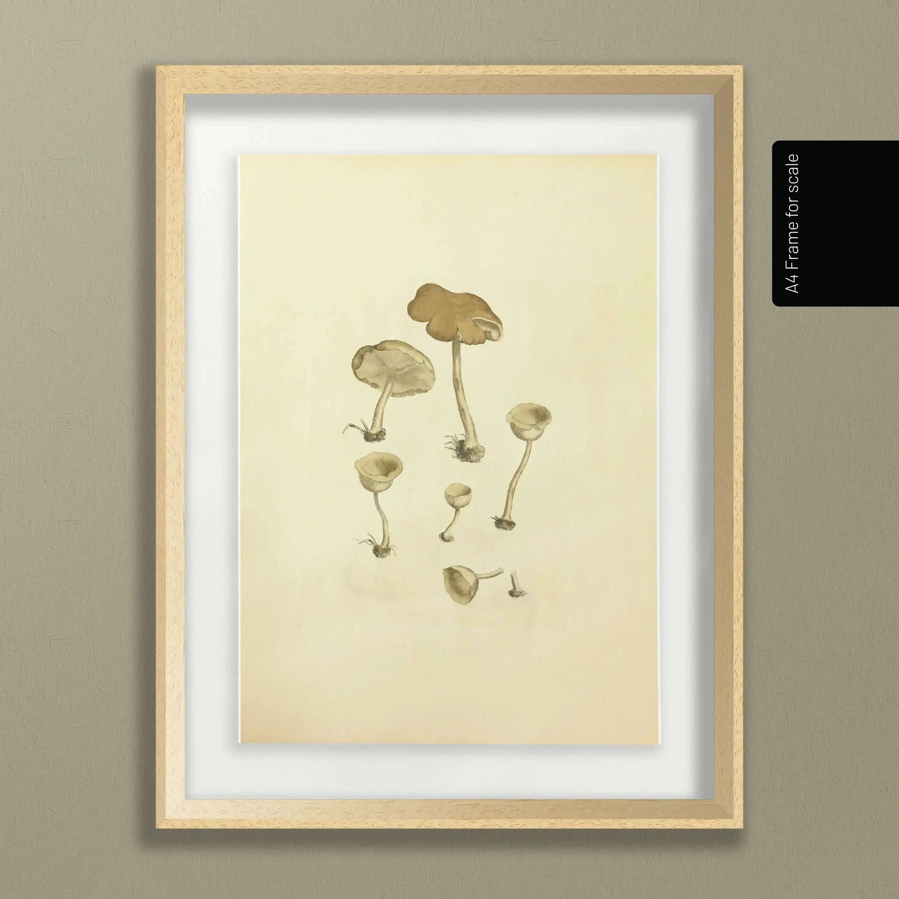 Fungi: Plate No. 07