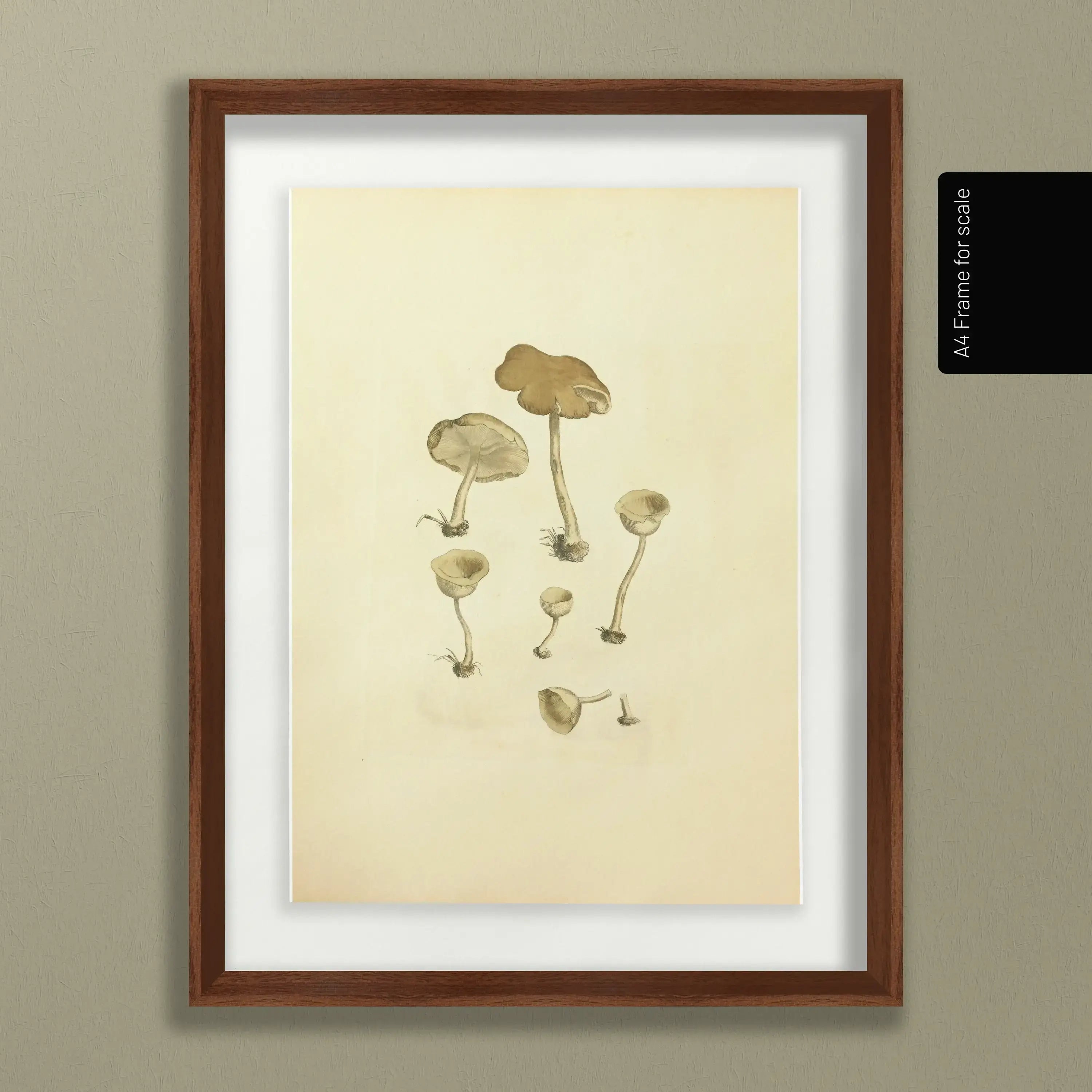 Fungi: Plate No. 07