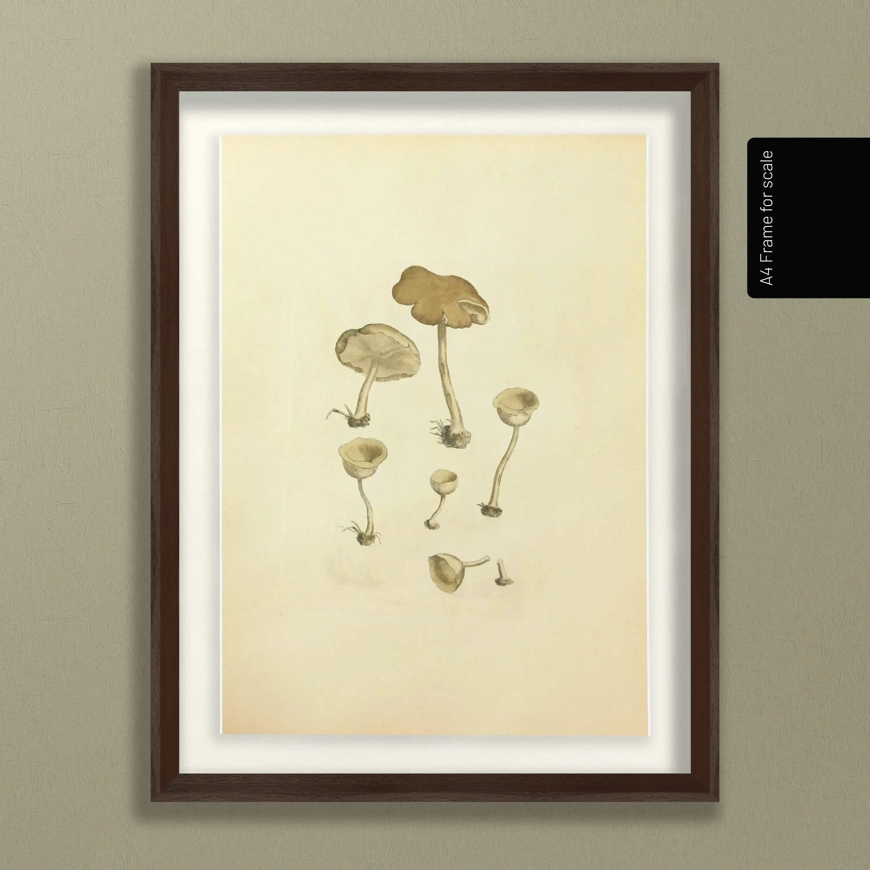 Fungi: Plate No. 07