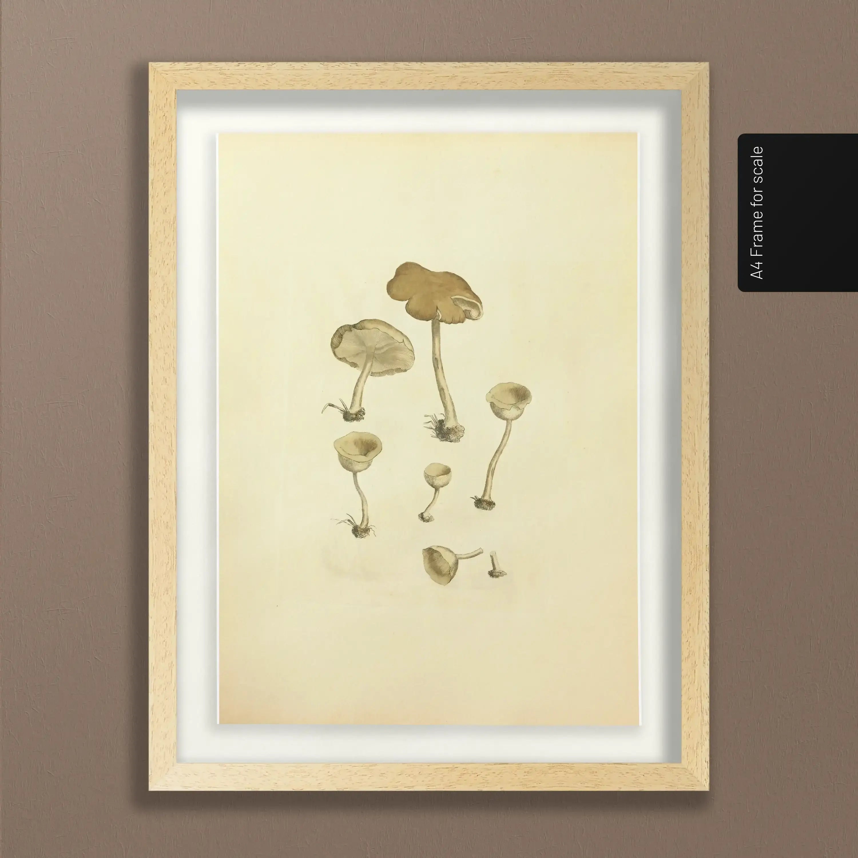 Fungi: Plate No. 07