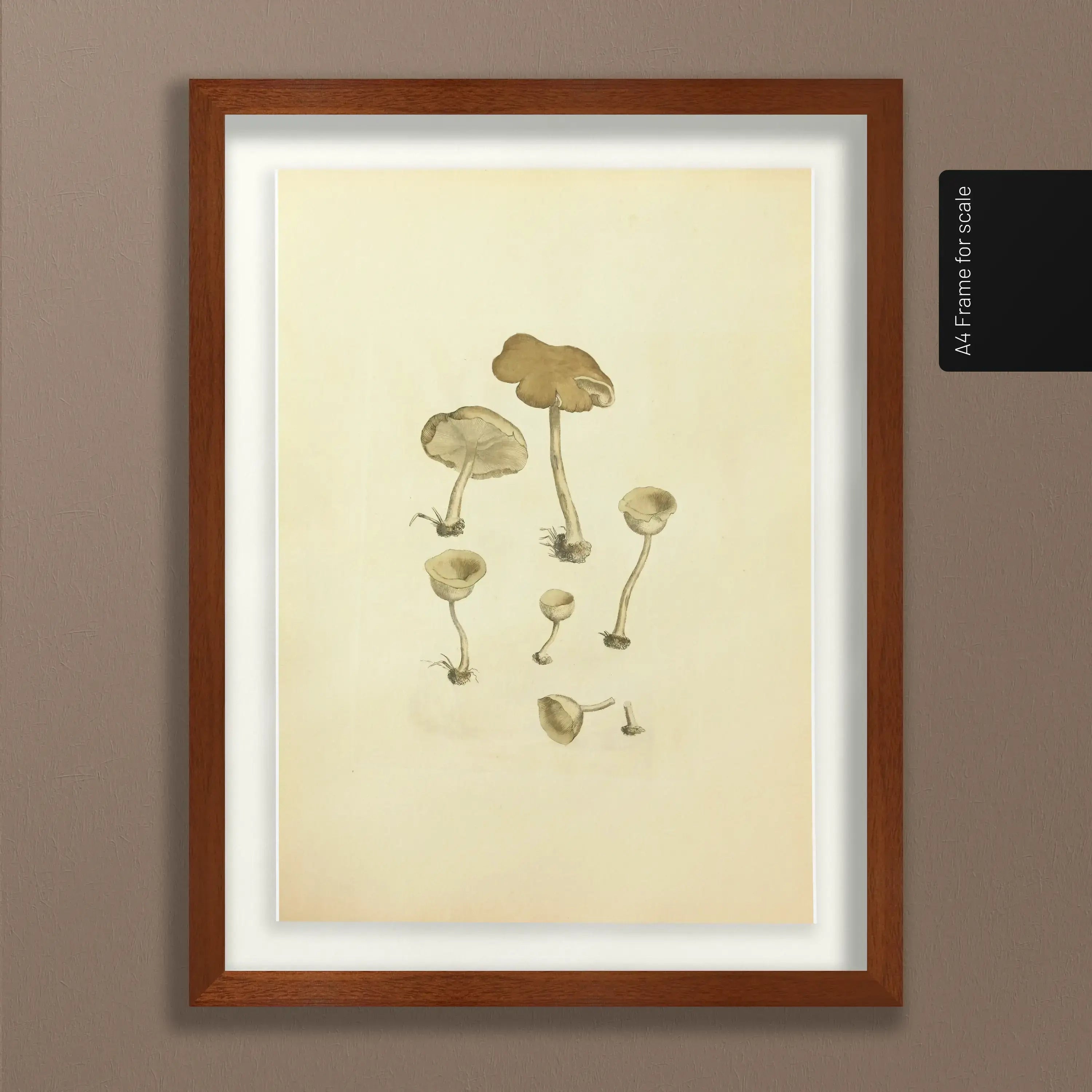 Fungi: Plate No. 07