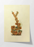 Fungi: Plate No. 08