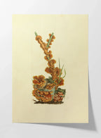 Fungi: Plate No. 08