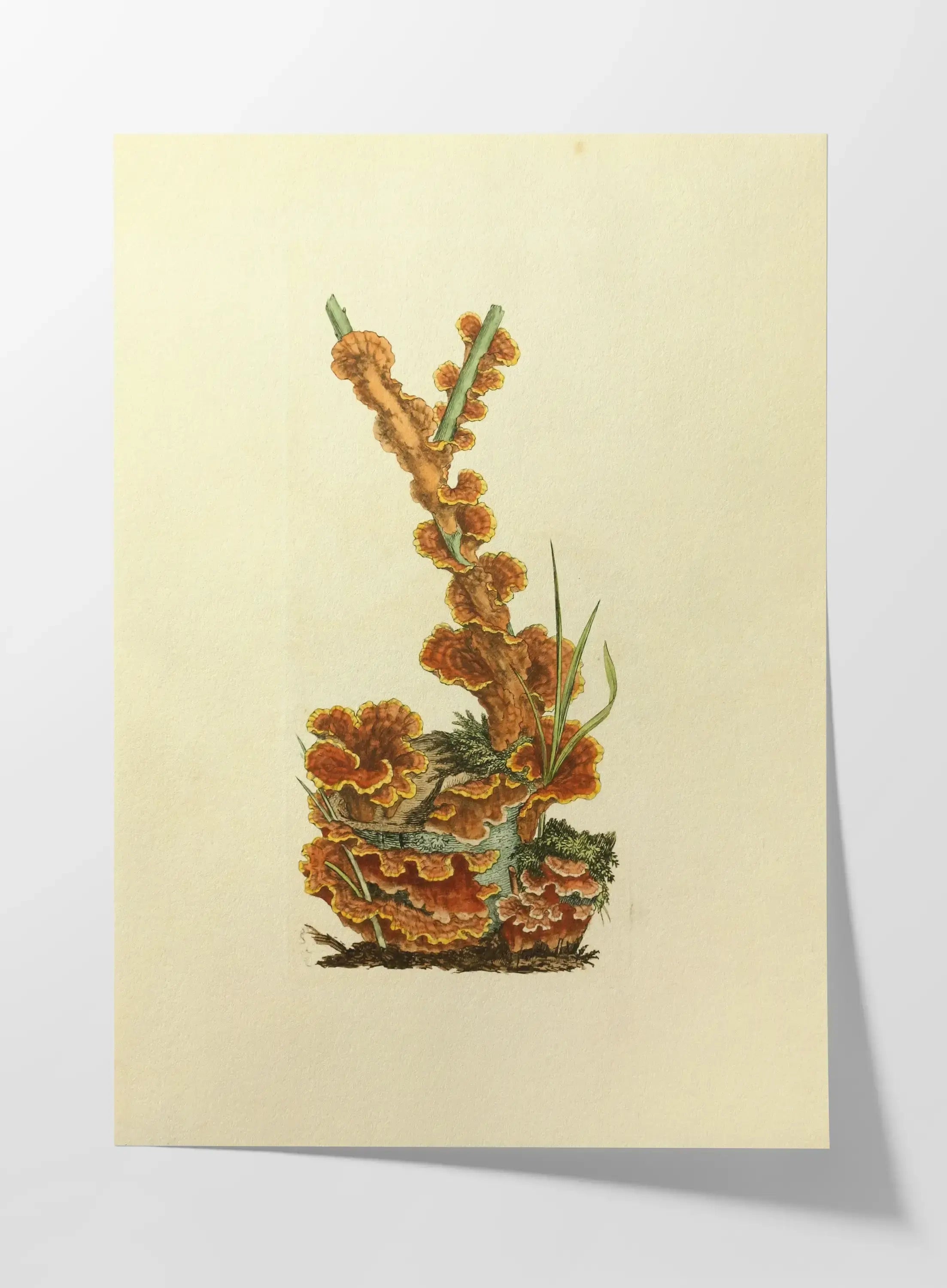 Fungi: Plate No. 08