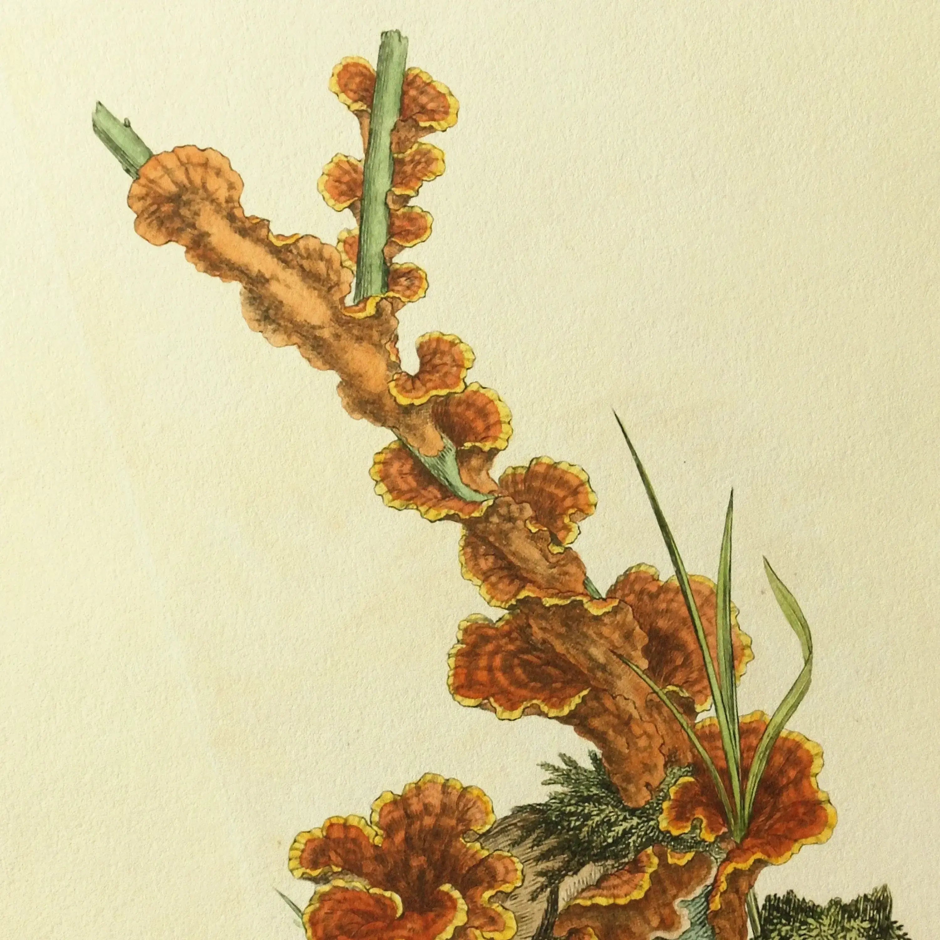 Fungi: Plate No. 08