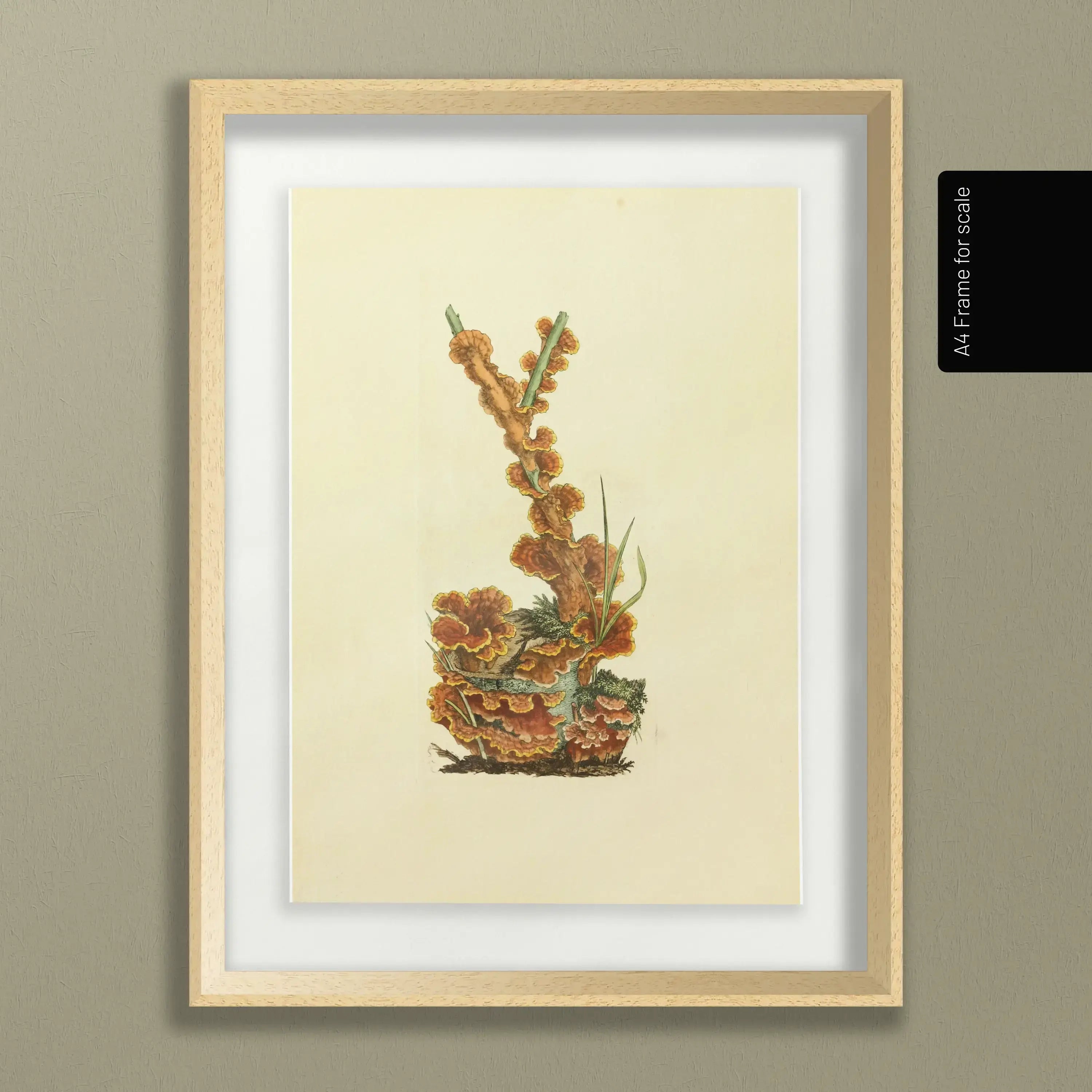 Fungi: Plate No. 08