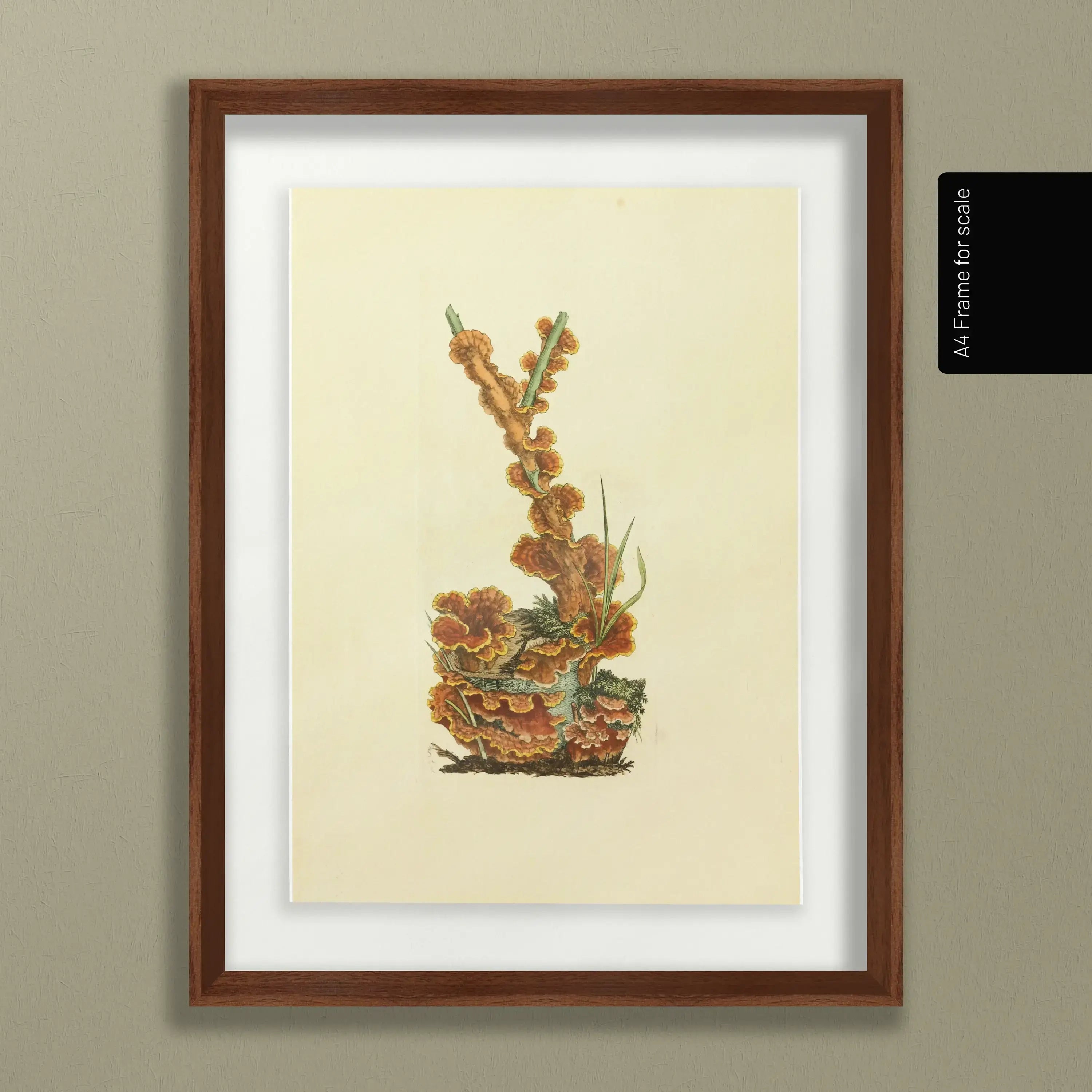 Fungi: Plate No. 08
