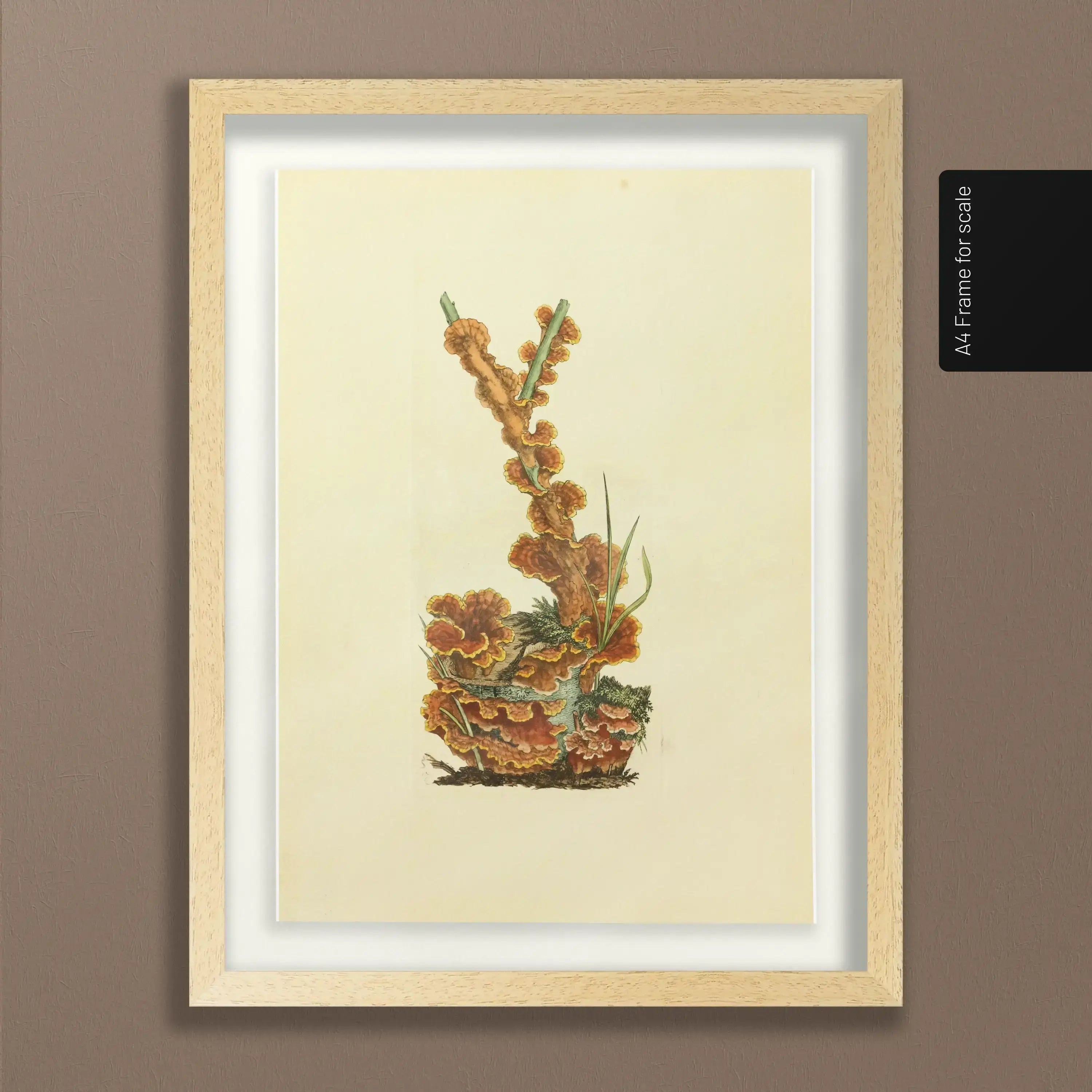 Fungi: Plate No. 08