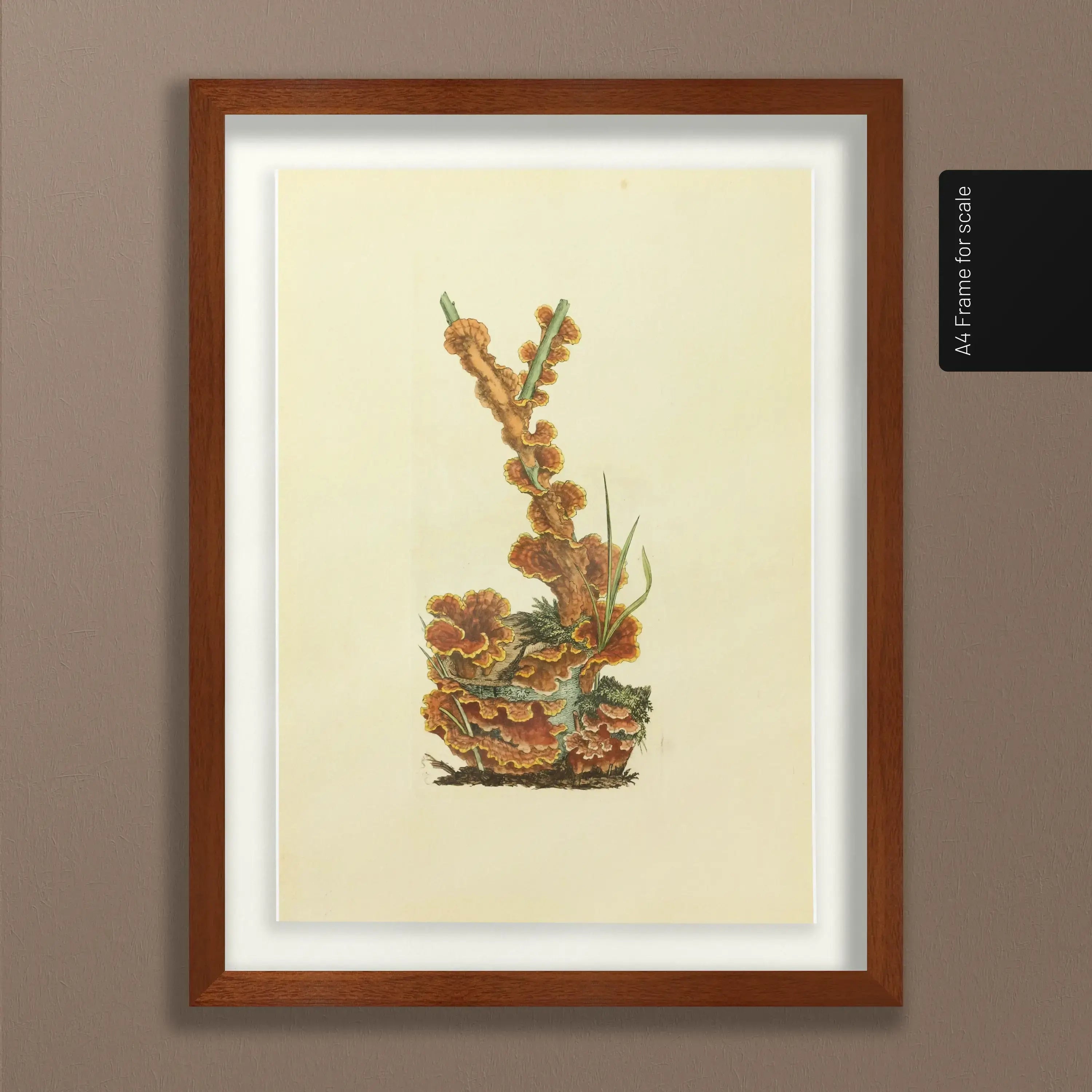 Fungi: Plate No. 08