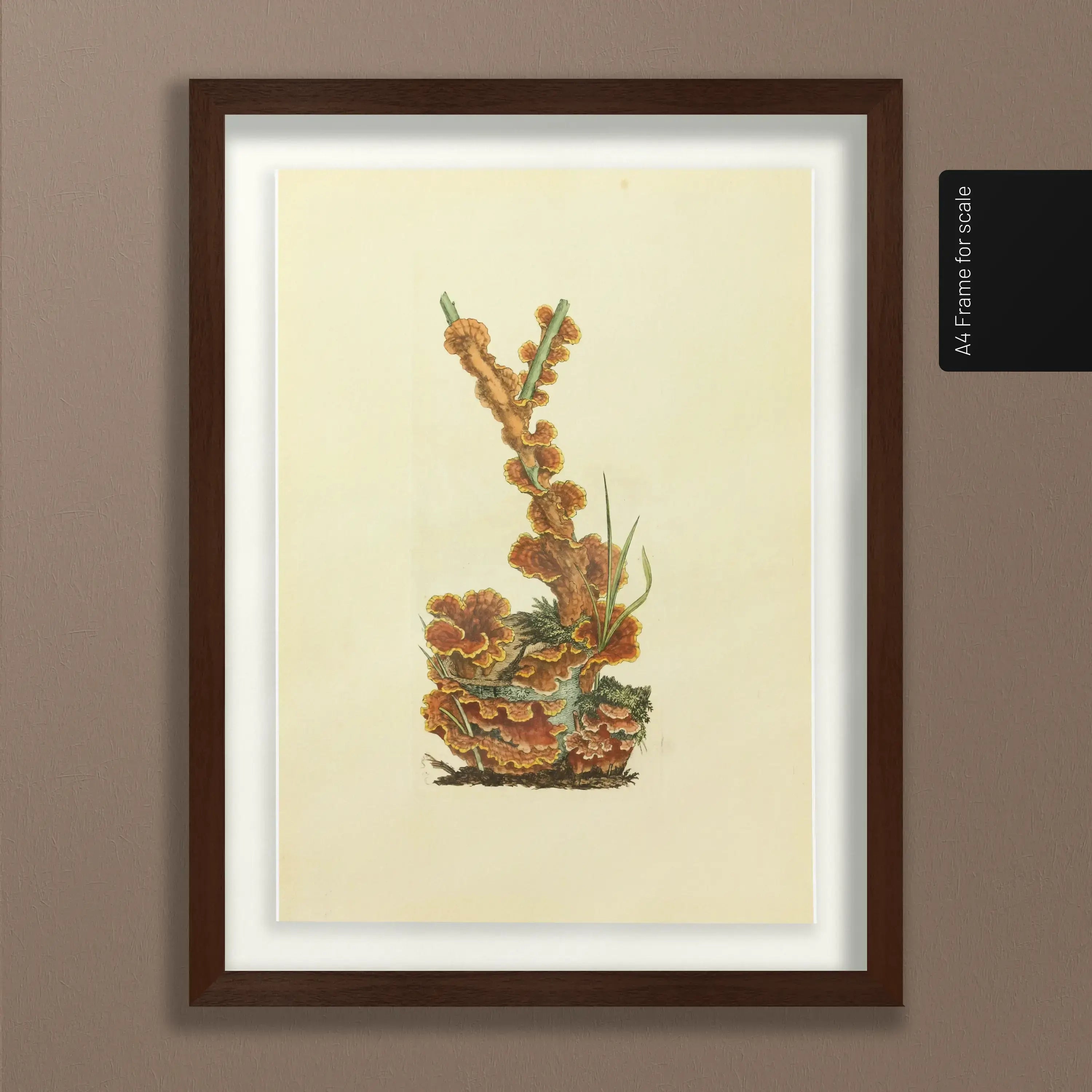 Fungi: Plate No. 08