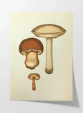 Fungi: Plate No. 09