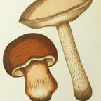 Fungi: Plate No. 09