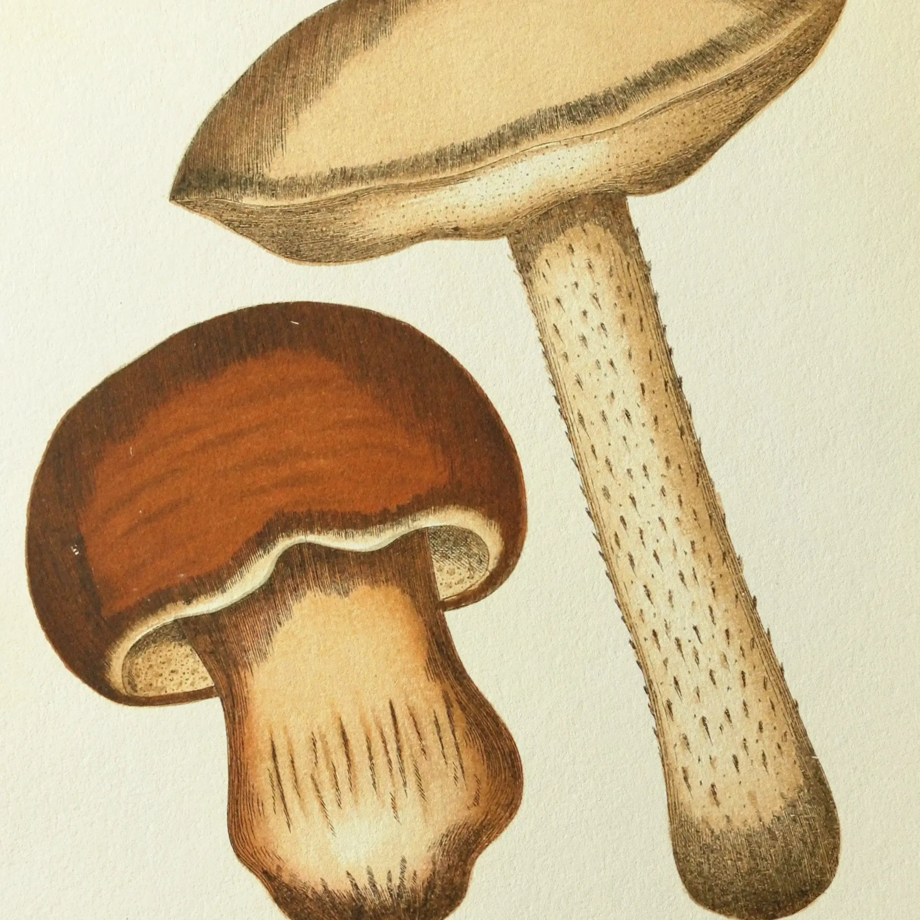 Fungi: Plate No. 09