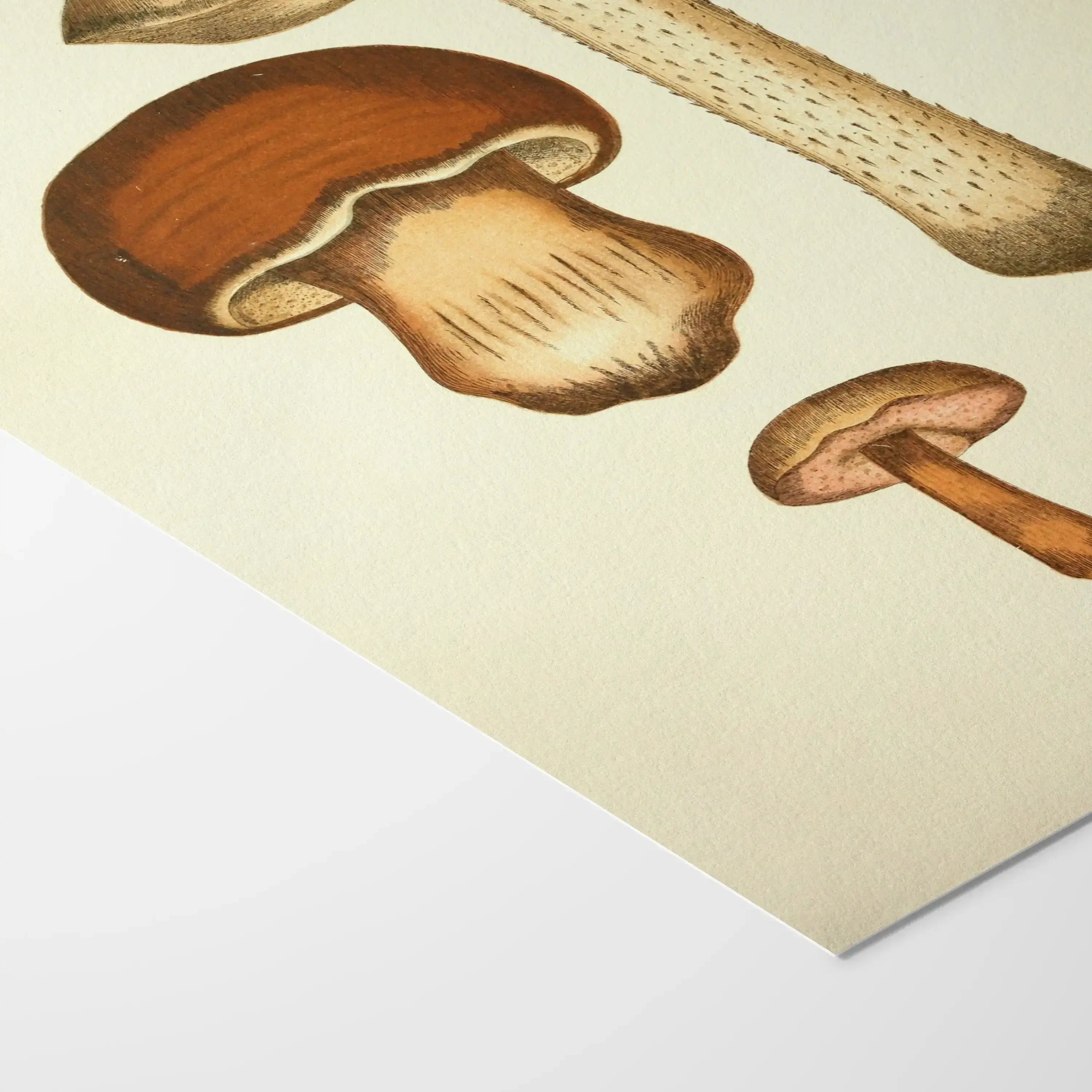 Fungi: Plate No. 09