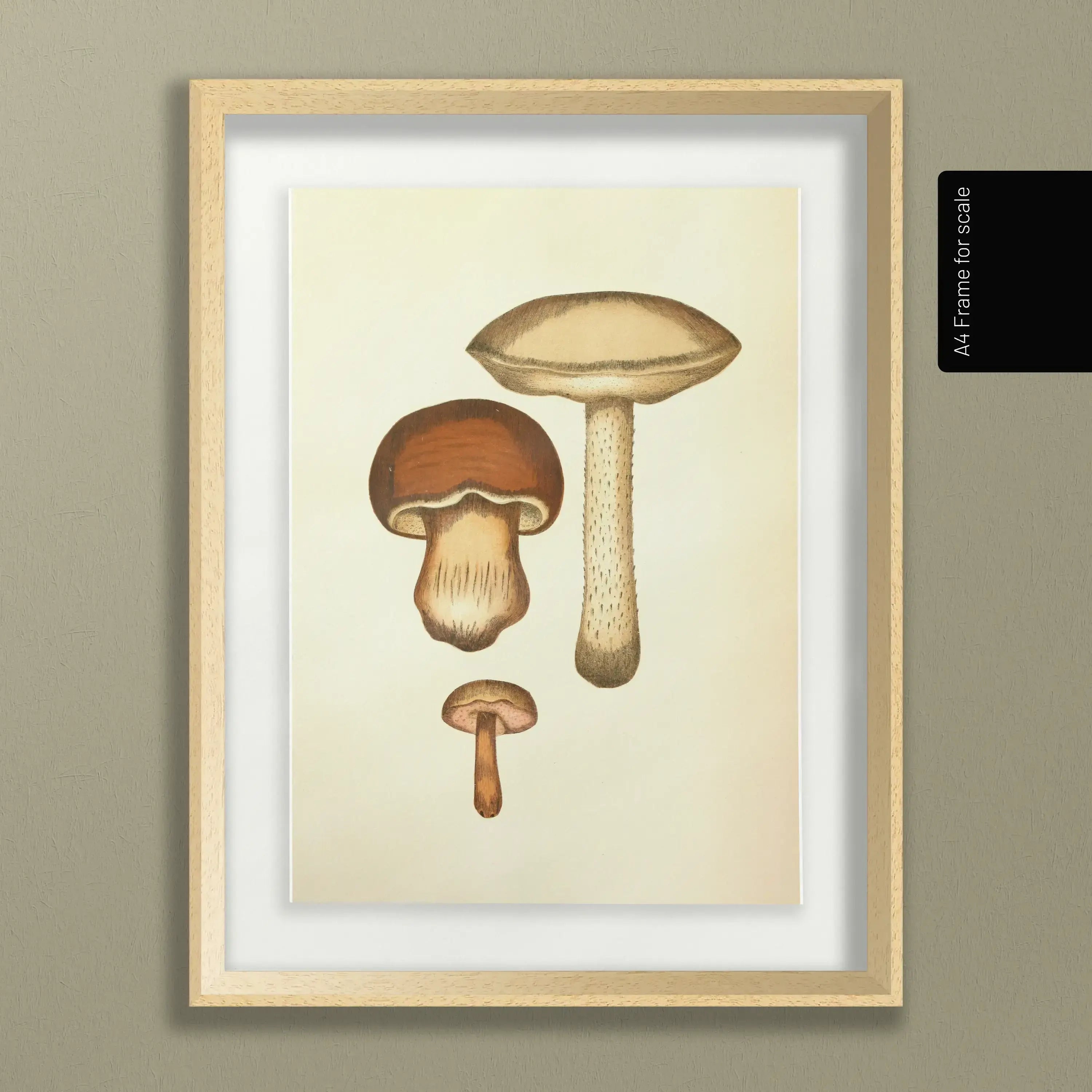 Fungi: Plate No. 09