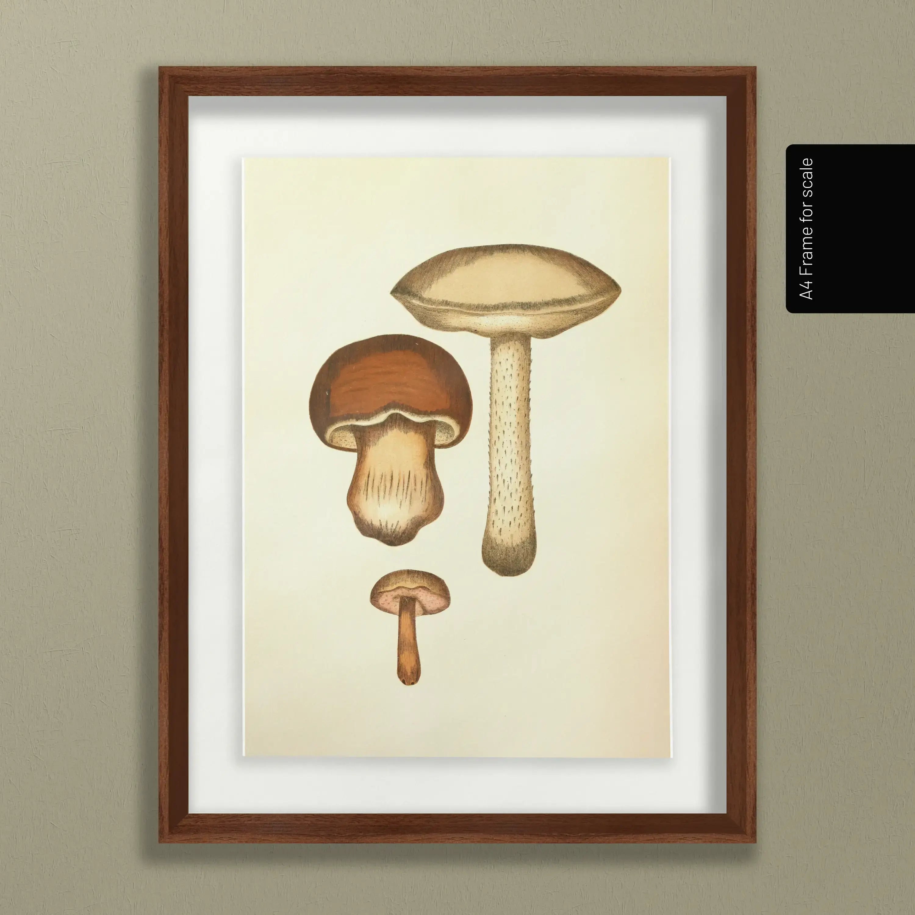 Fungi: Plate No. 09