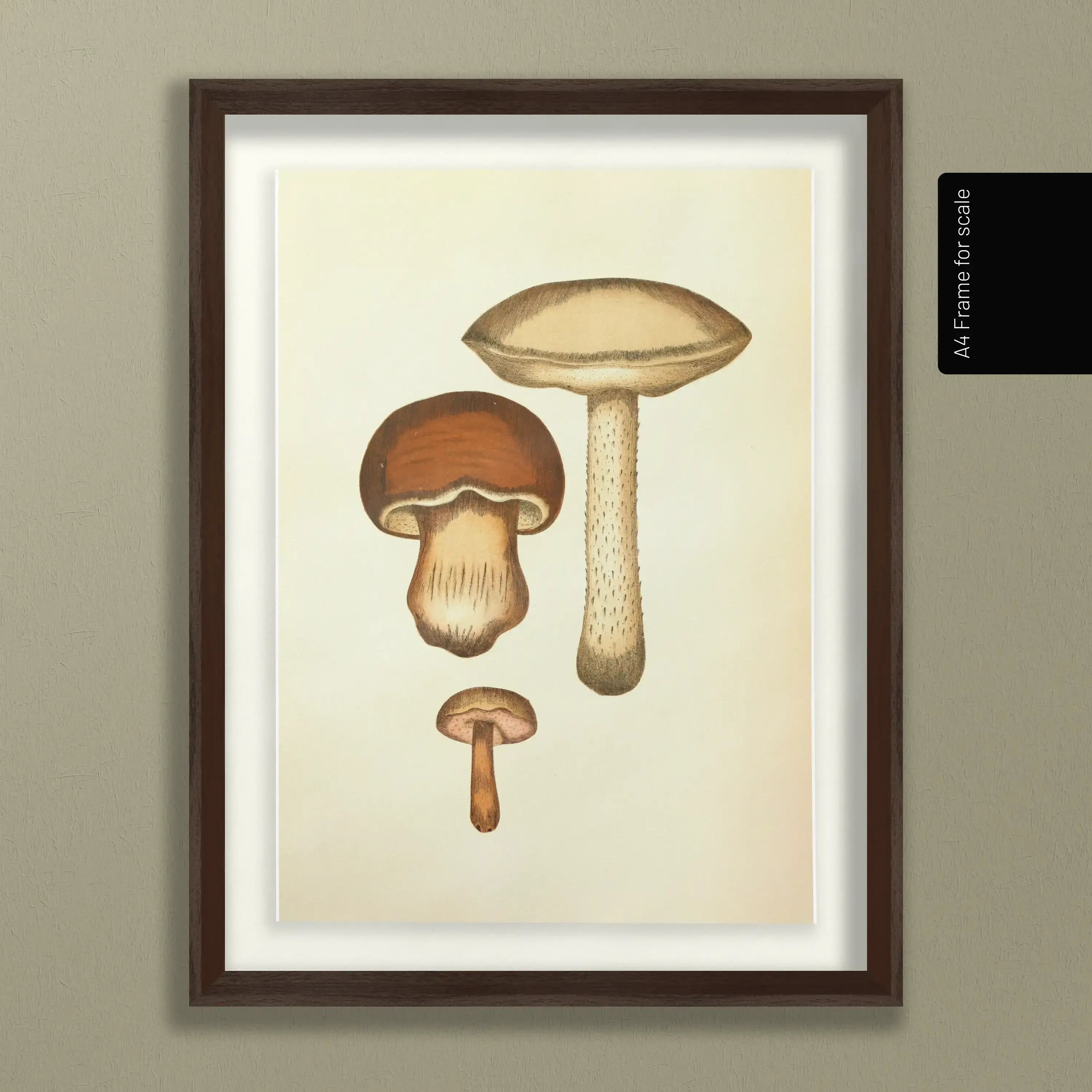 Fungi: Plate No. 09