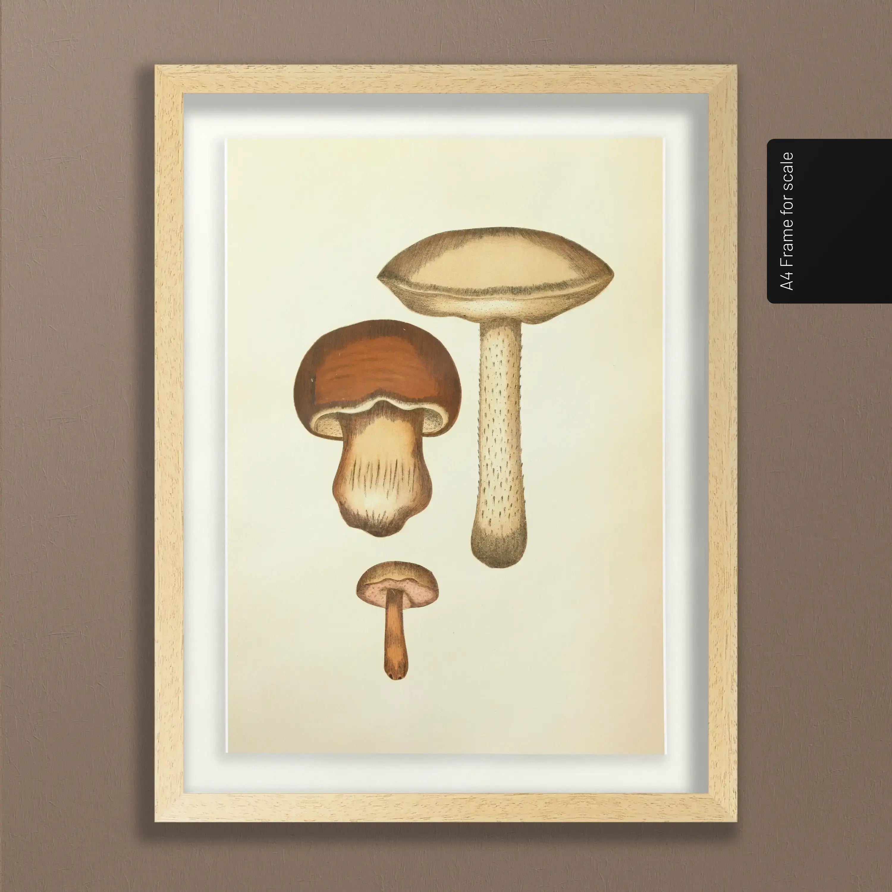 Fungi: Plate No. 09