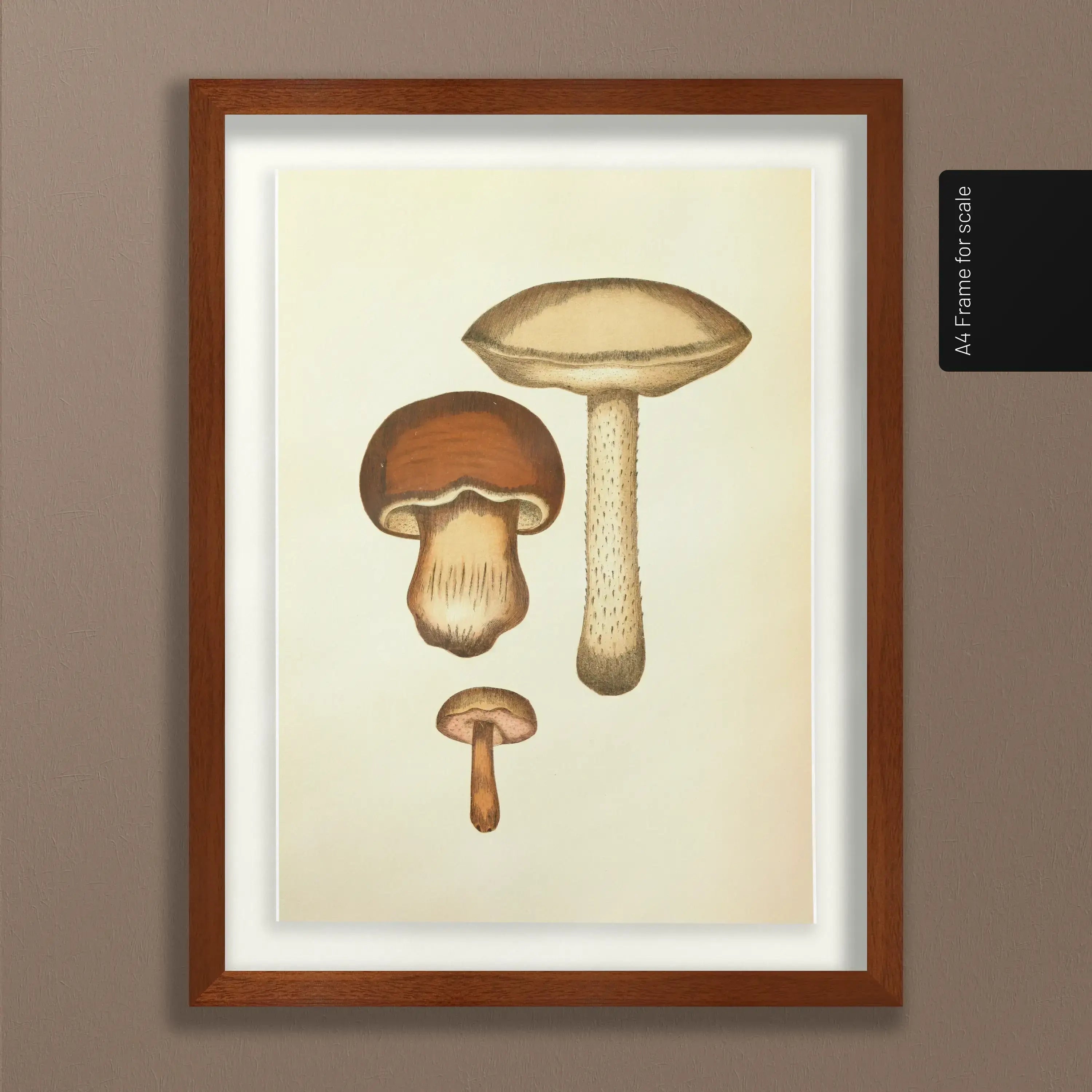 Fungi: Plate No. 09