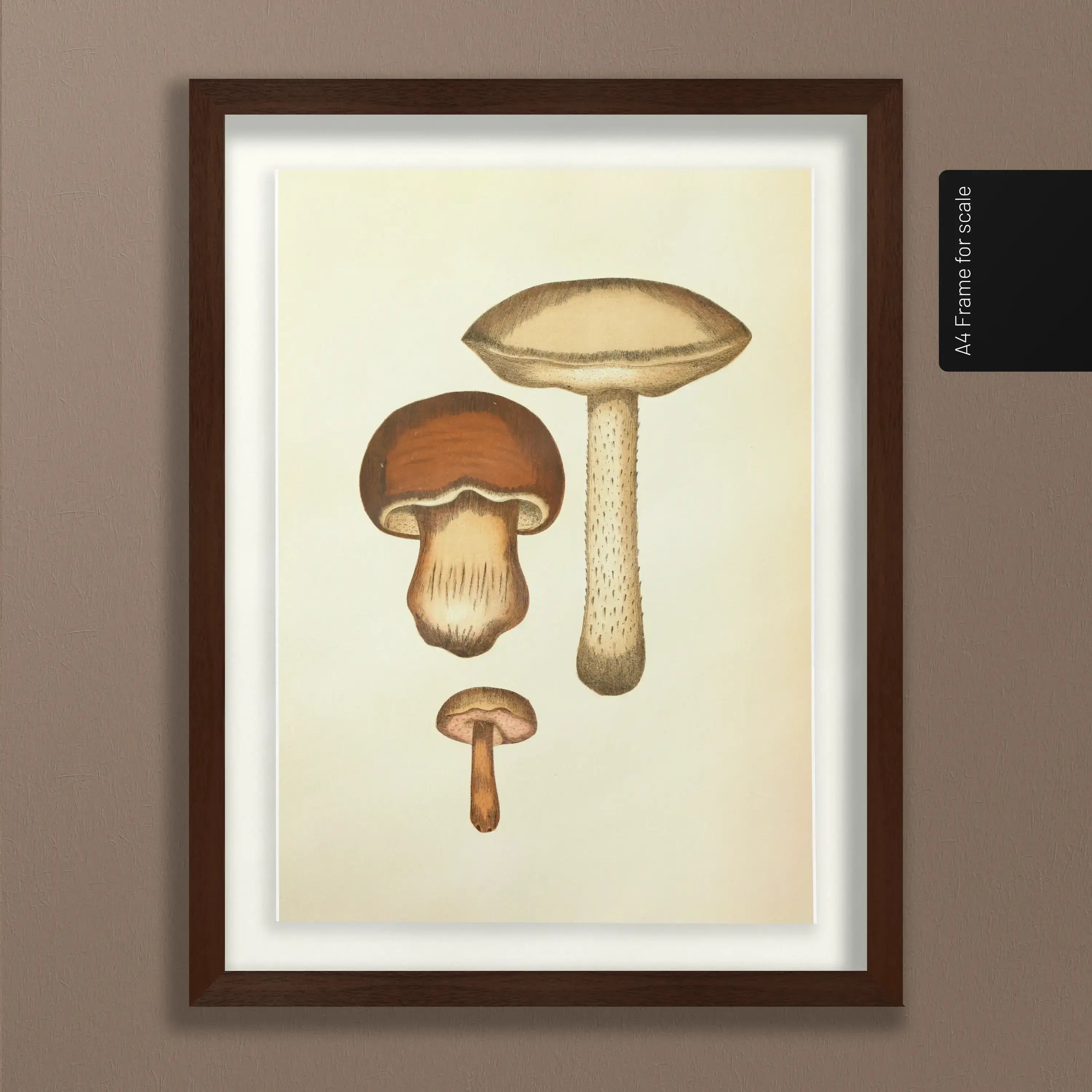 Fungi: Plate No. 09