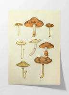 Fungi: Plate No. 10