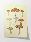 Fungi: Plate No. 10