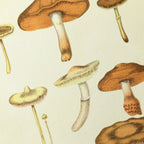 Fungi: Plate No. 10