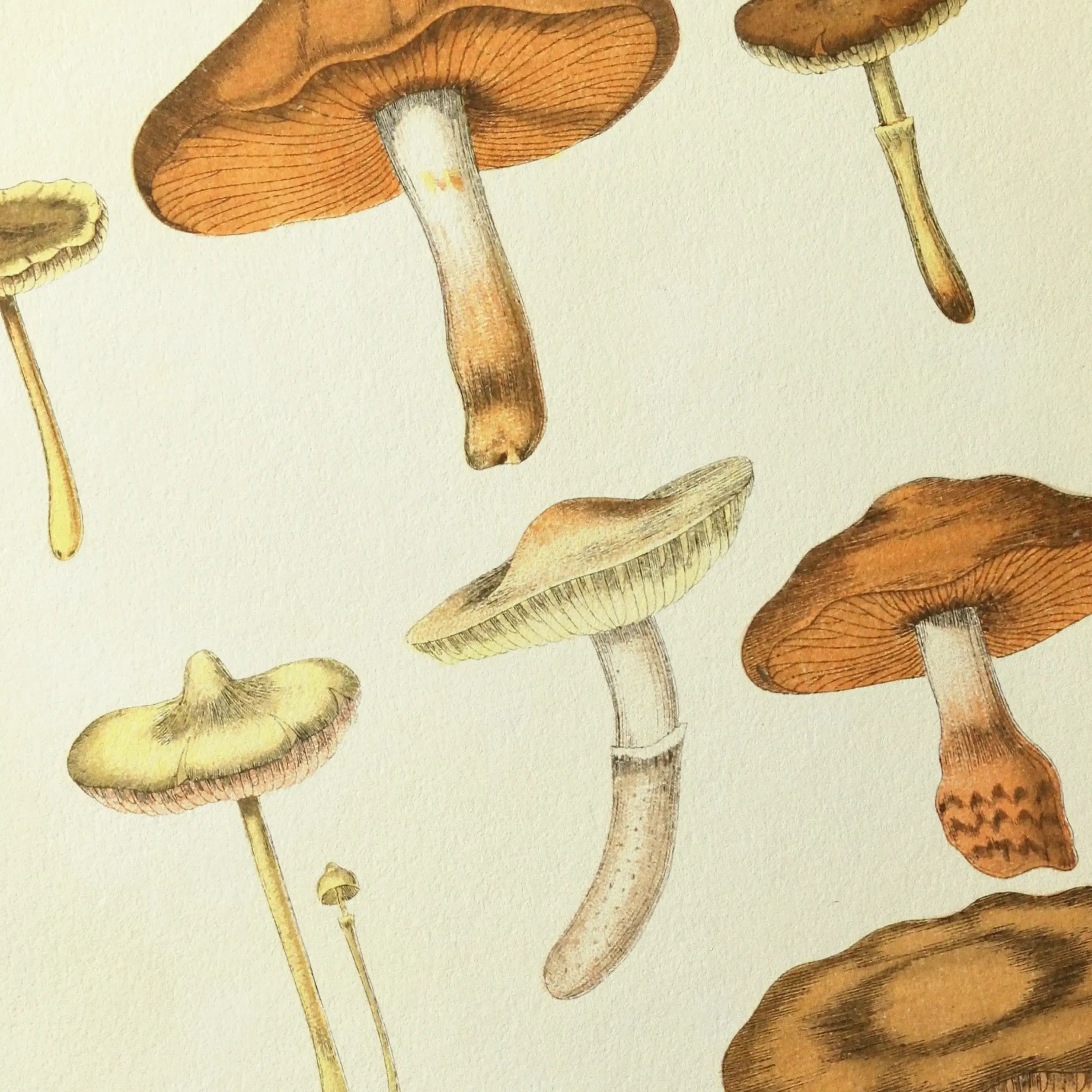 Fungi: Plate No. 10