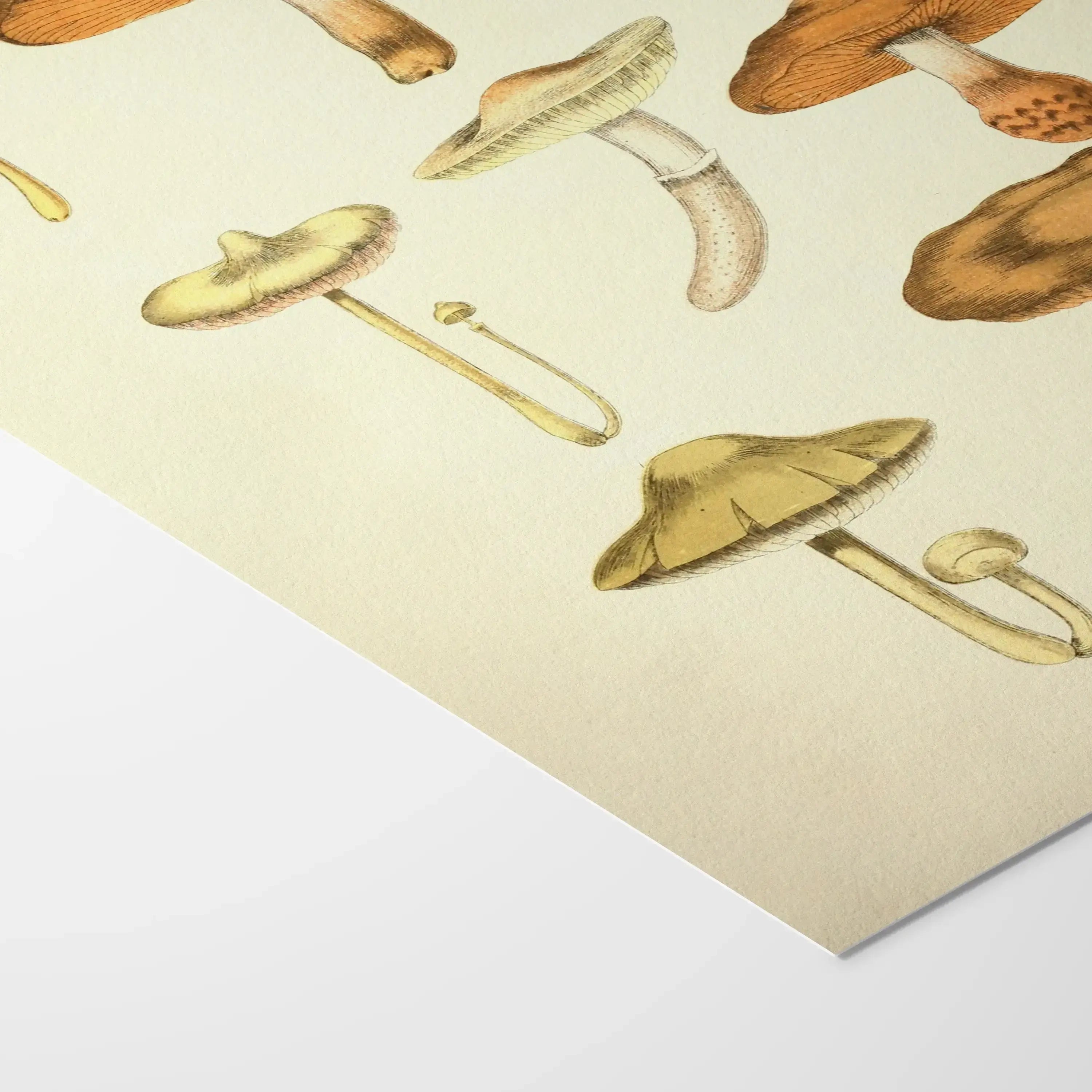 Fungi: Plate No. 10