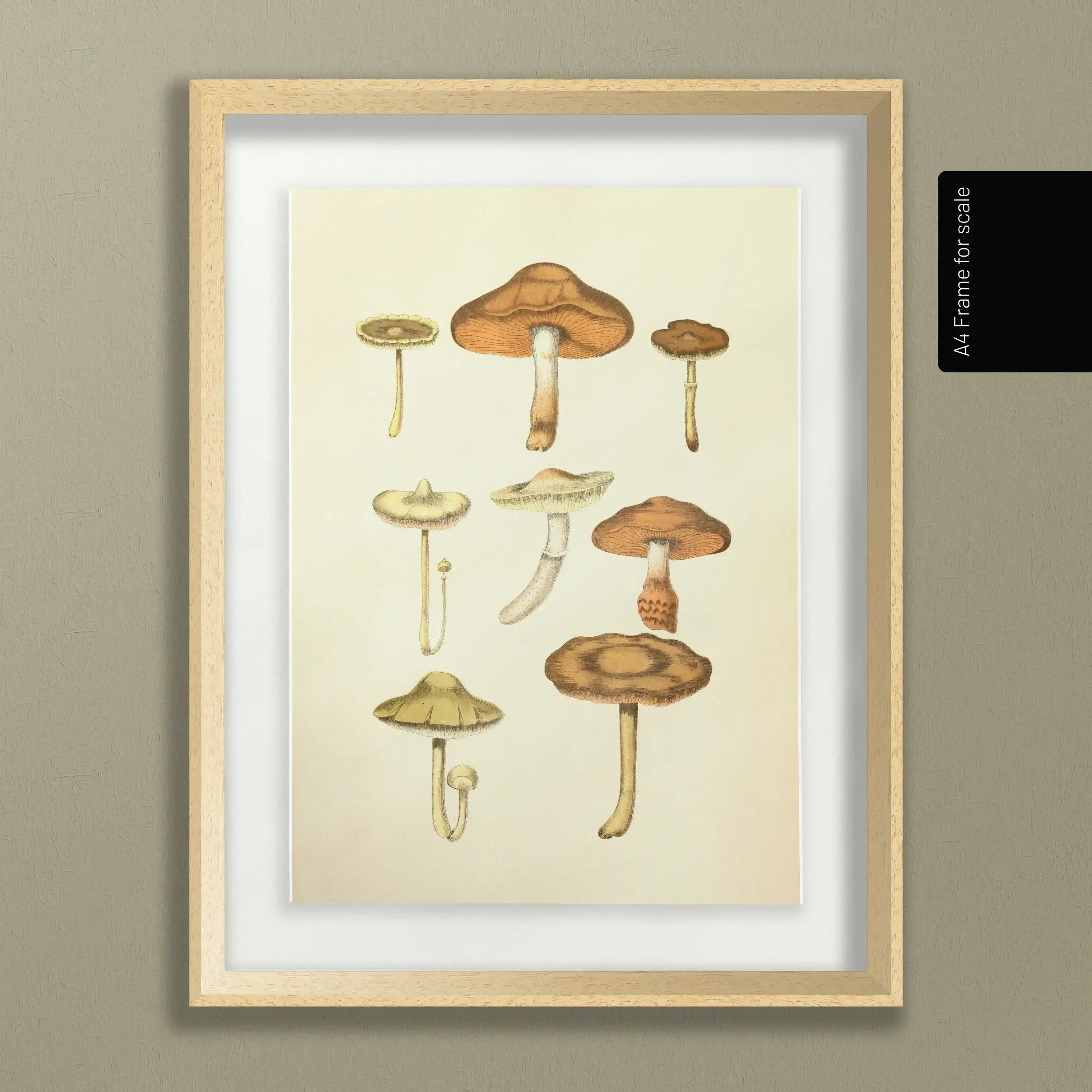 Fungi: Plate No. 10