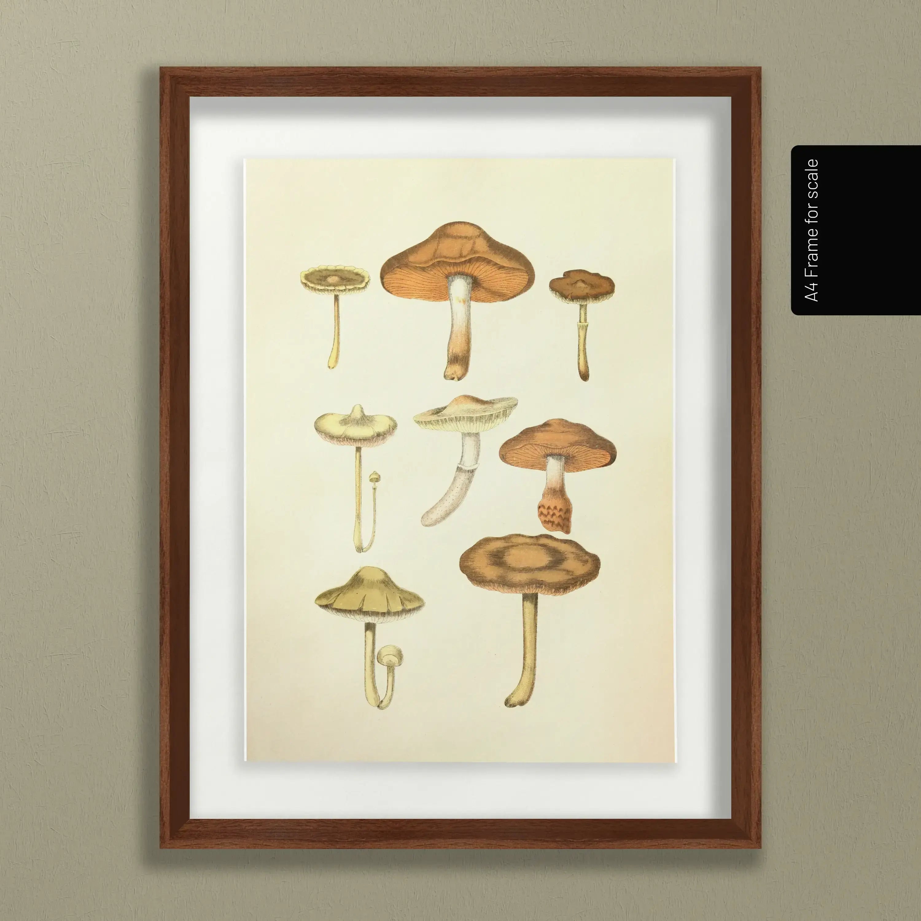 Fungi: Plate No. 10