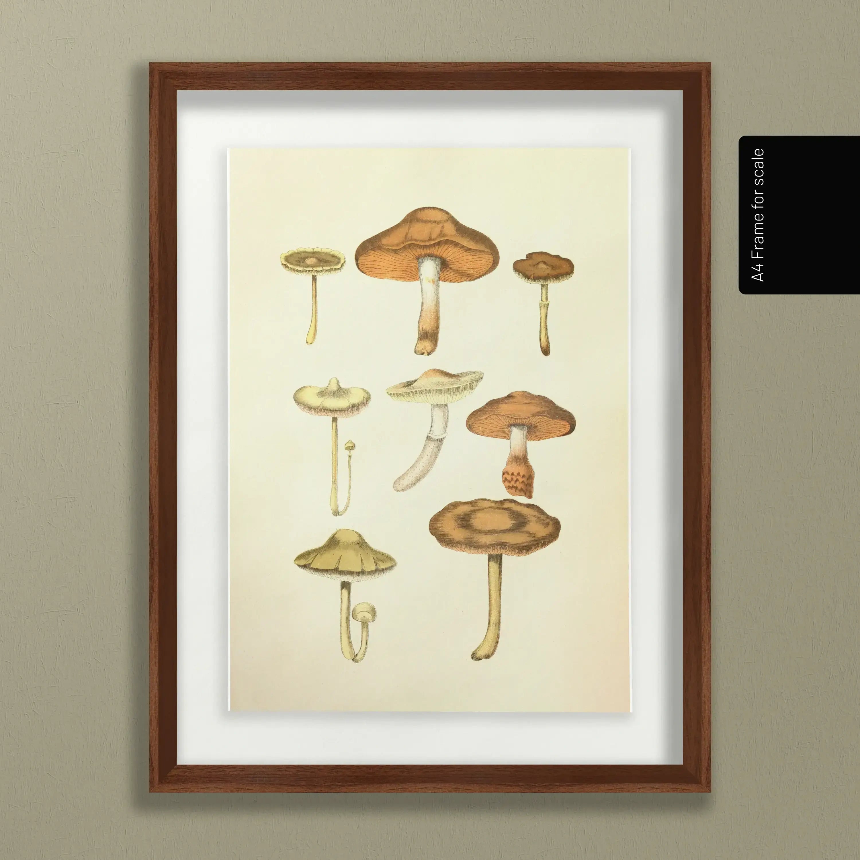 Fungi: Plate No. 10
