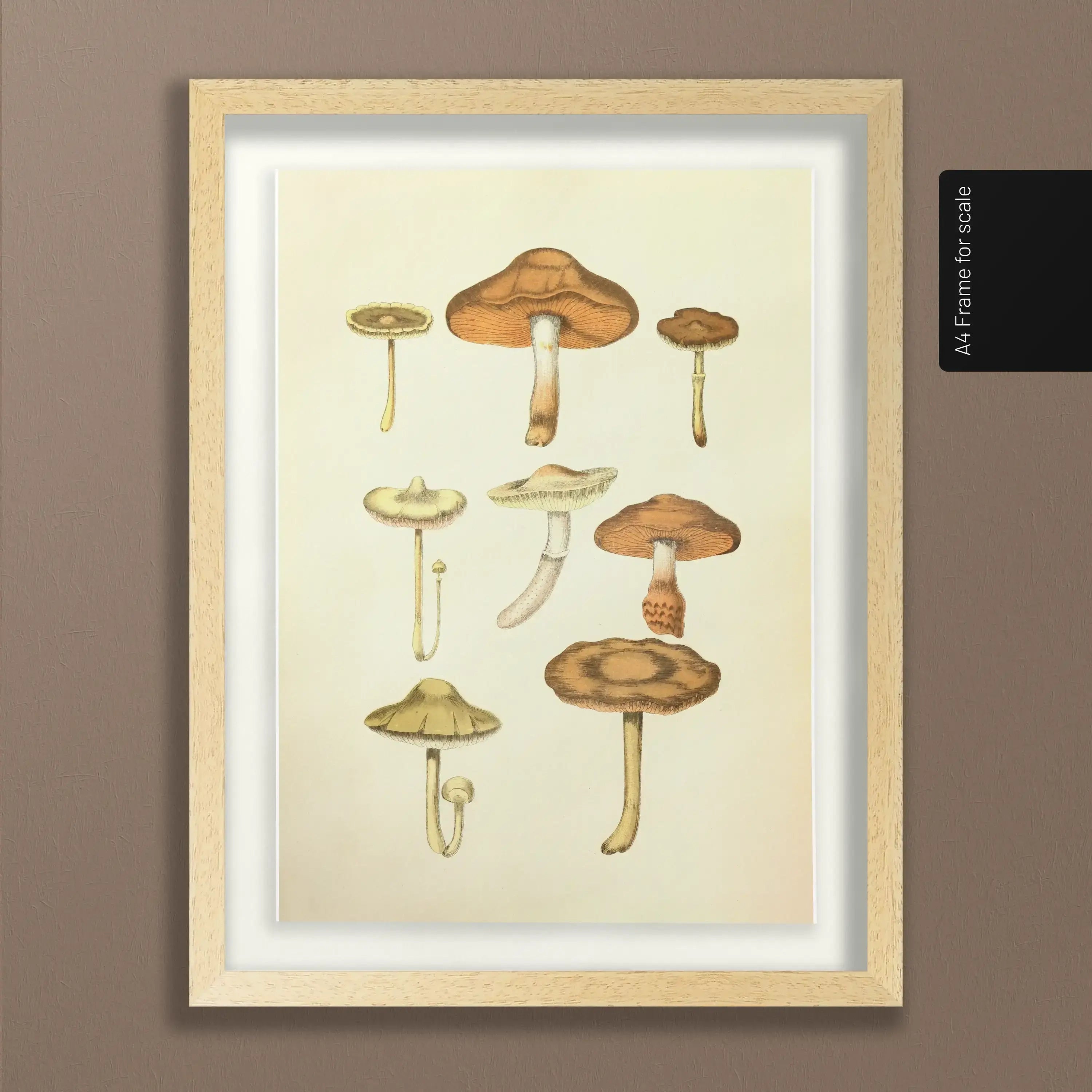 Fungi: Plate No. 10