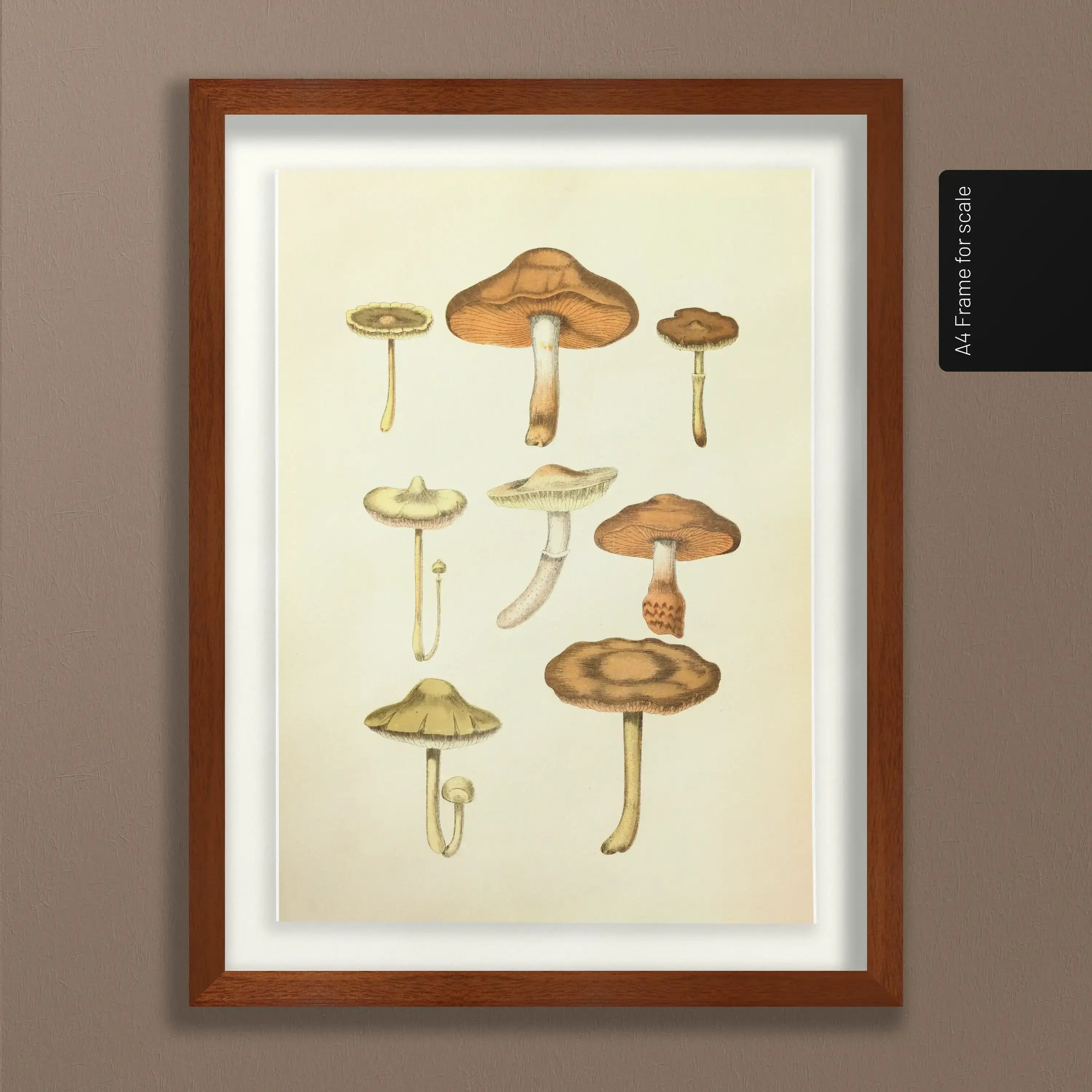 Fungi: Plate No. 10