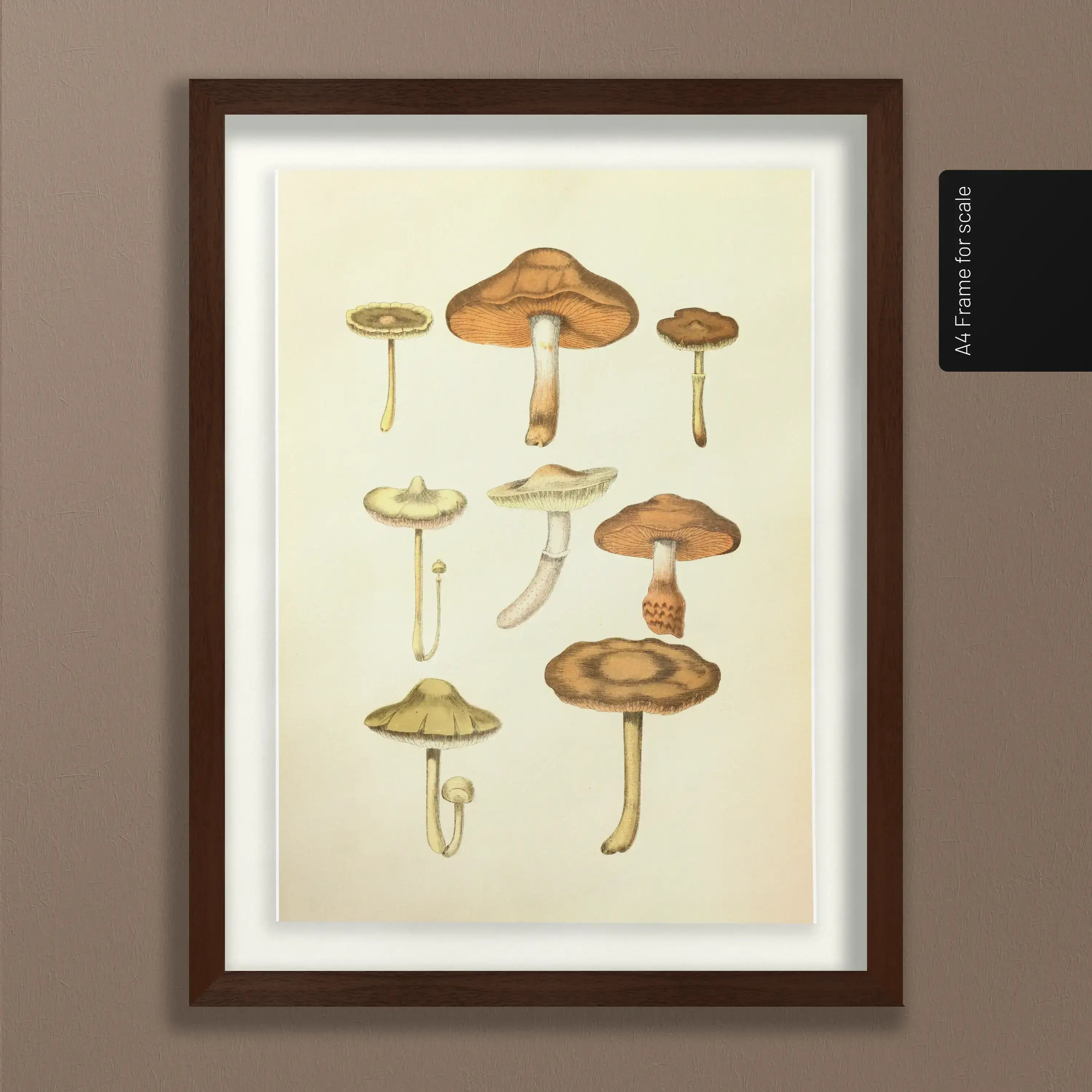 Fungi: Plate No. 10