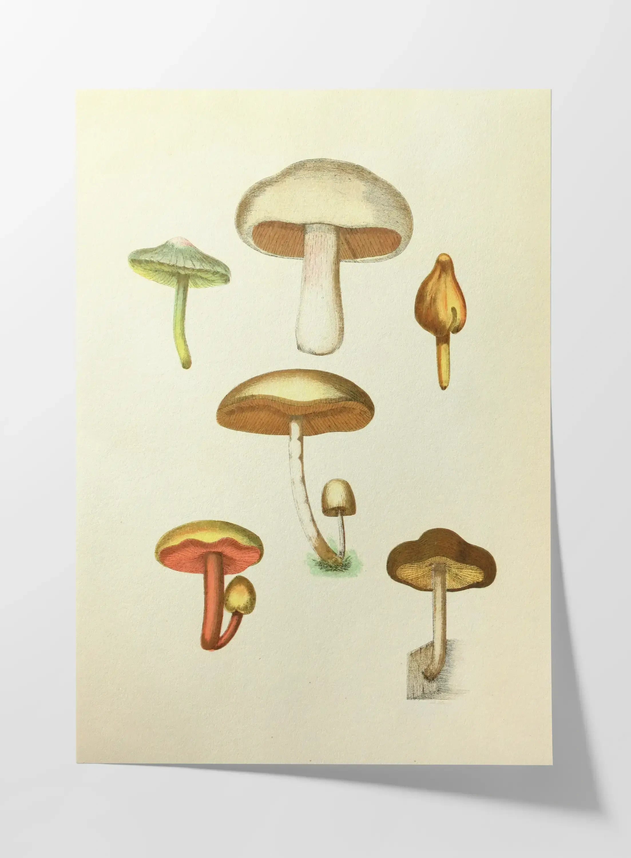 Fungi: Plate No. 11