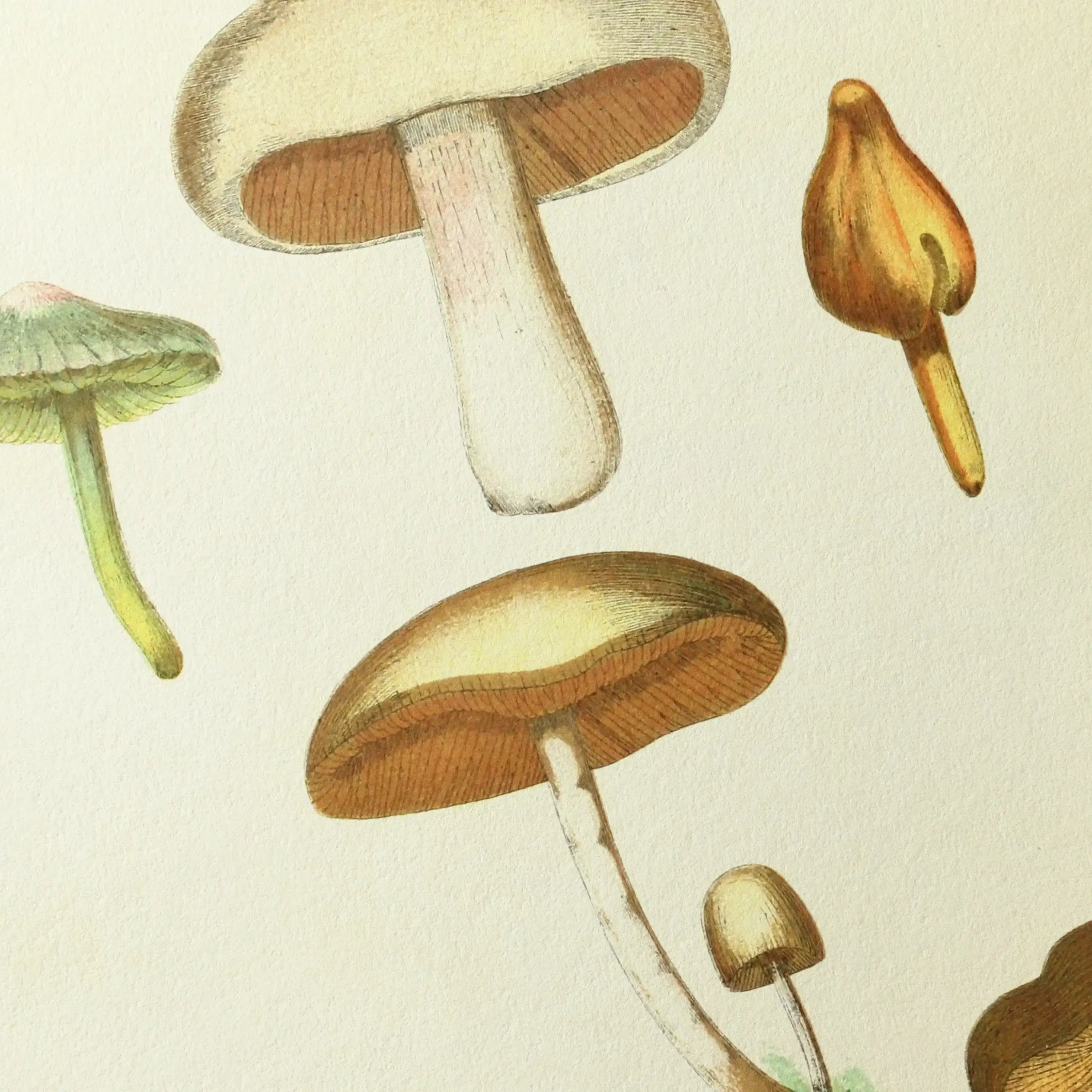 Fungi: Plate No. 11