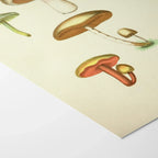 Fungi: Plate No. 11
