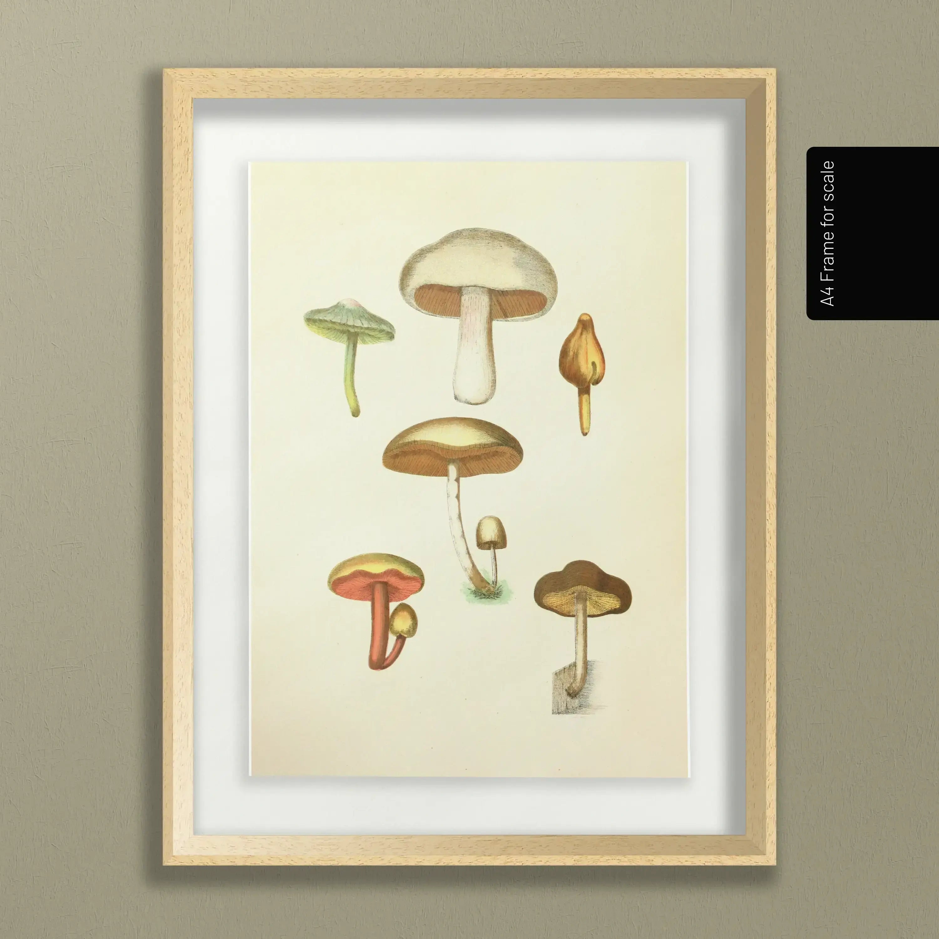 Fungi: Plate No. 11
