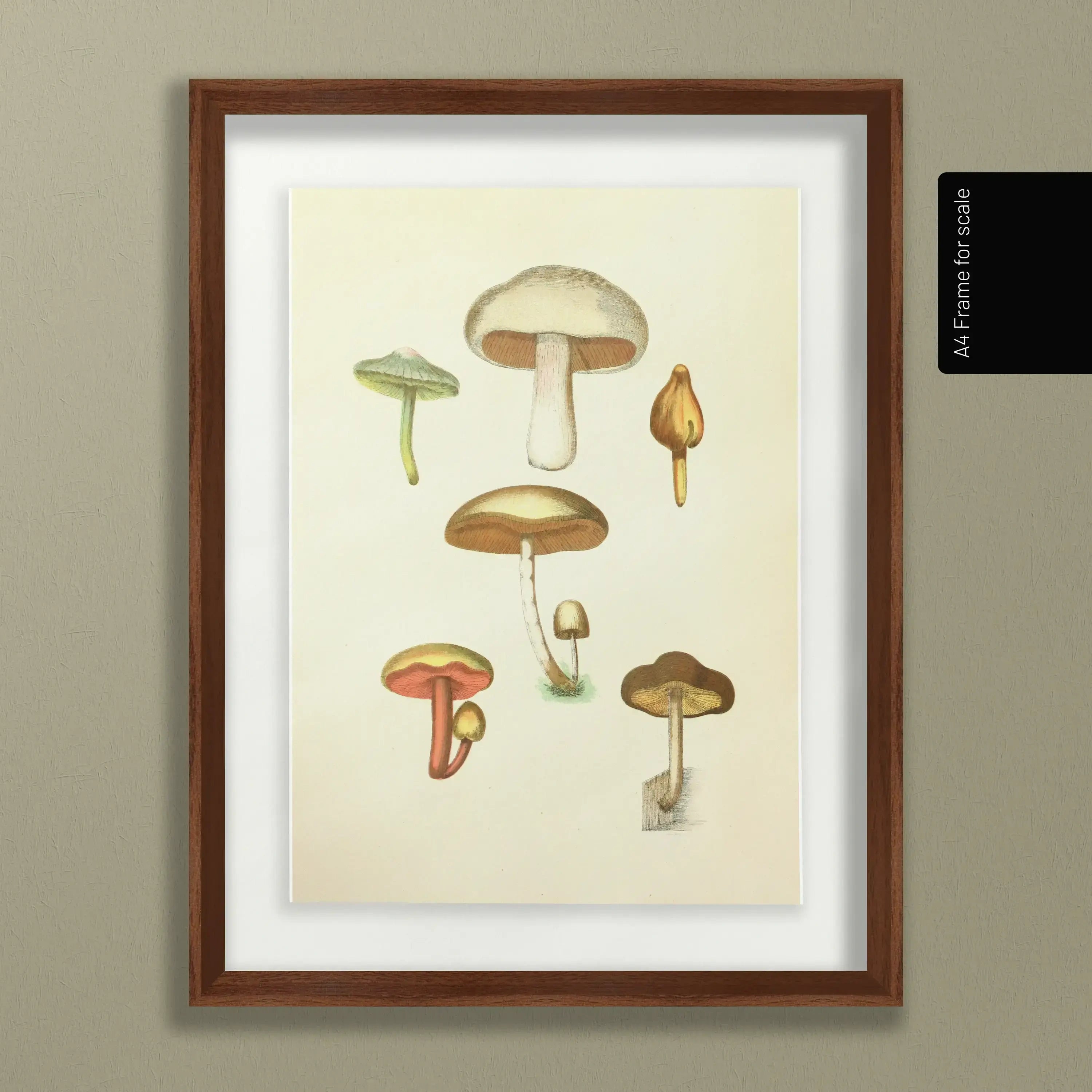 Fungi: Plate No. 11