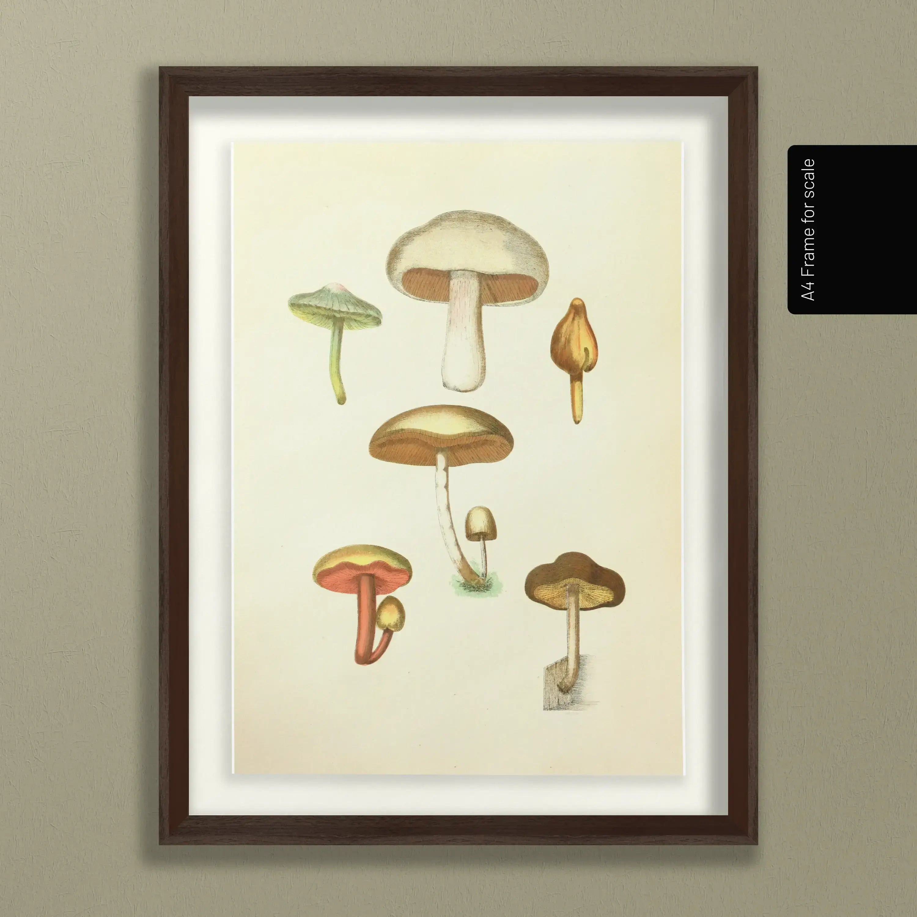Fungi: Plate No. 11
