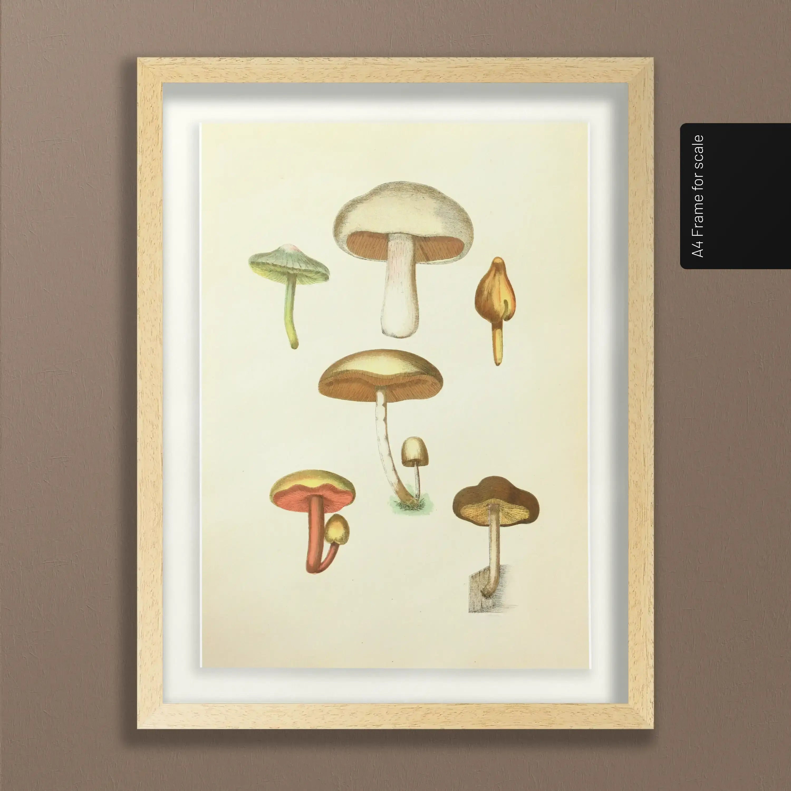 Fungi: Plate No. 11