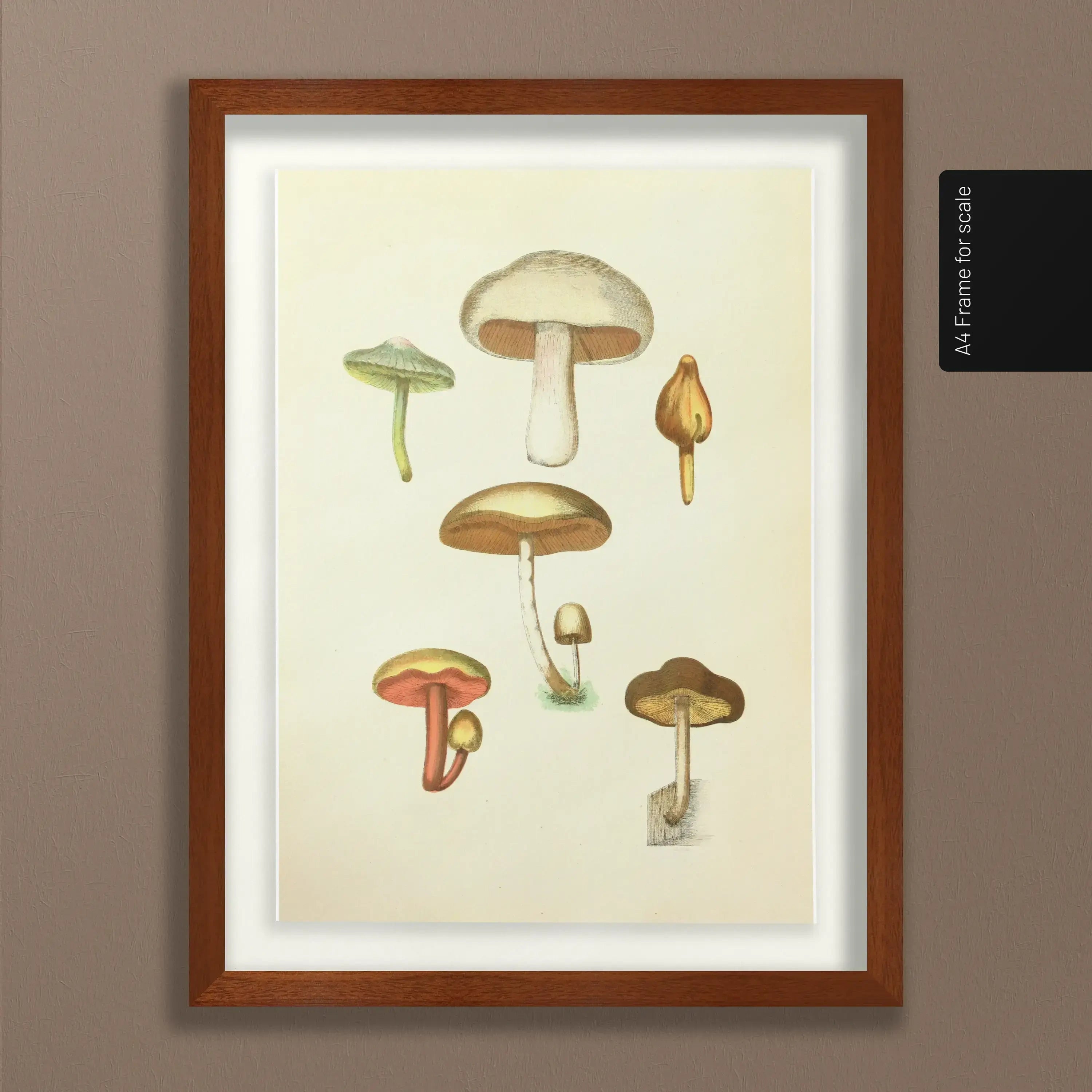 Fungi: Plate No. 11