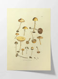 Fungi: Plate No. 12
