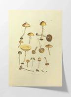 Fungi: Plate No. 12