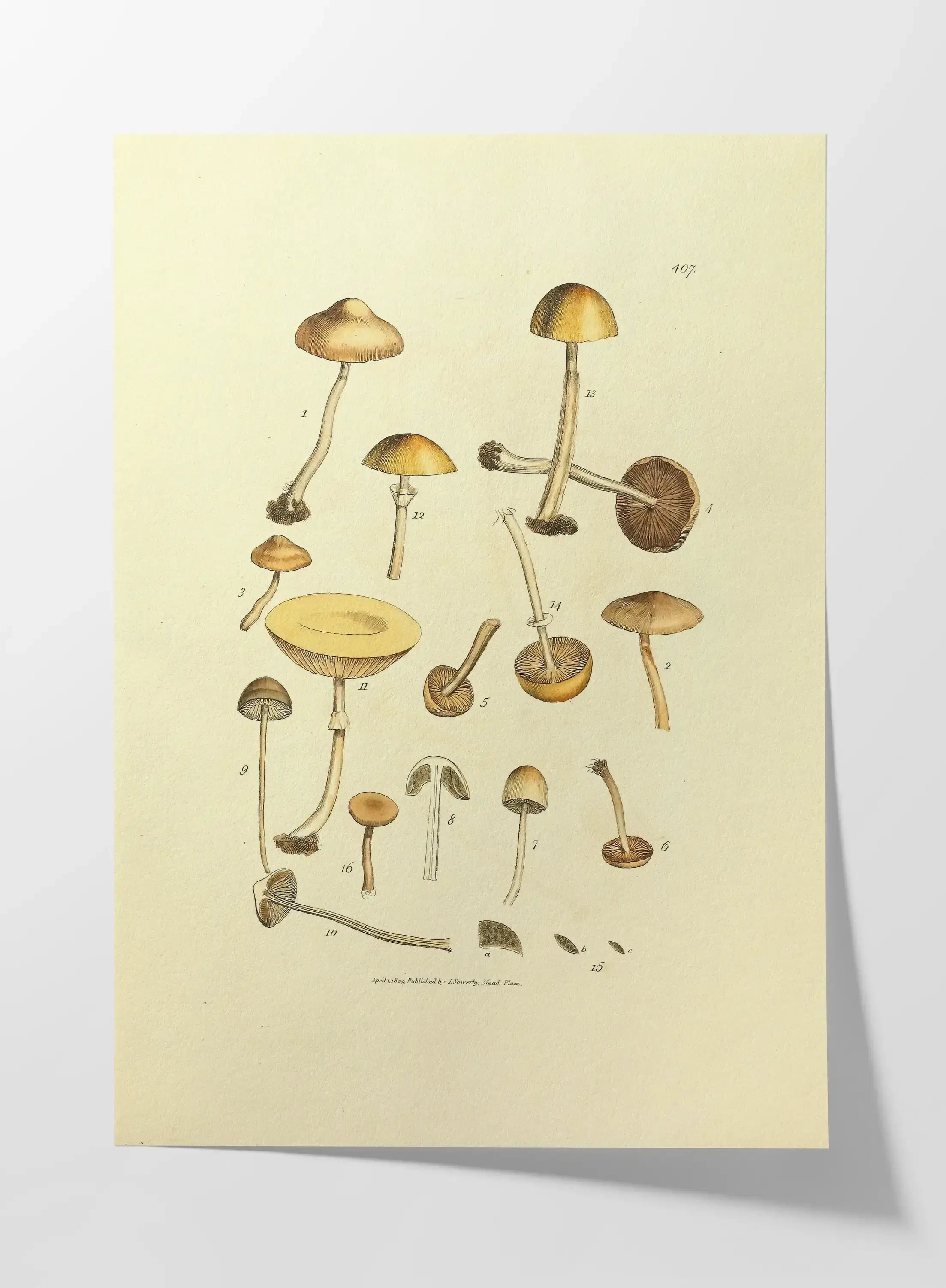 Fungi: Plate No. 12